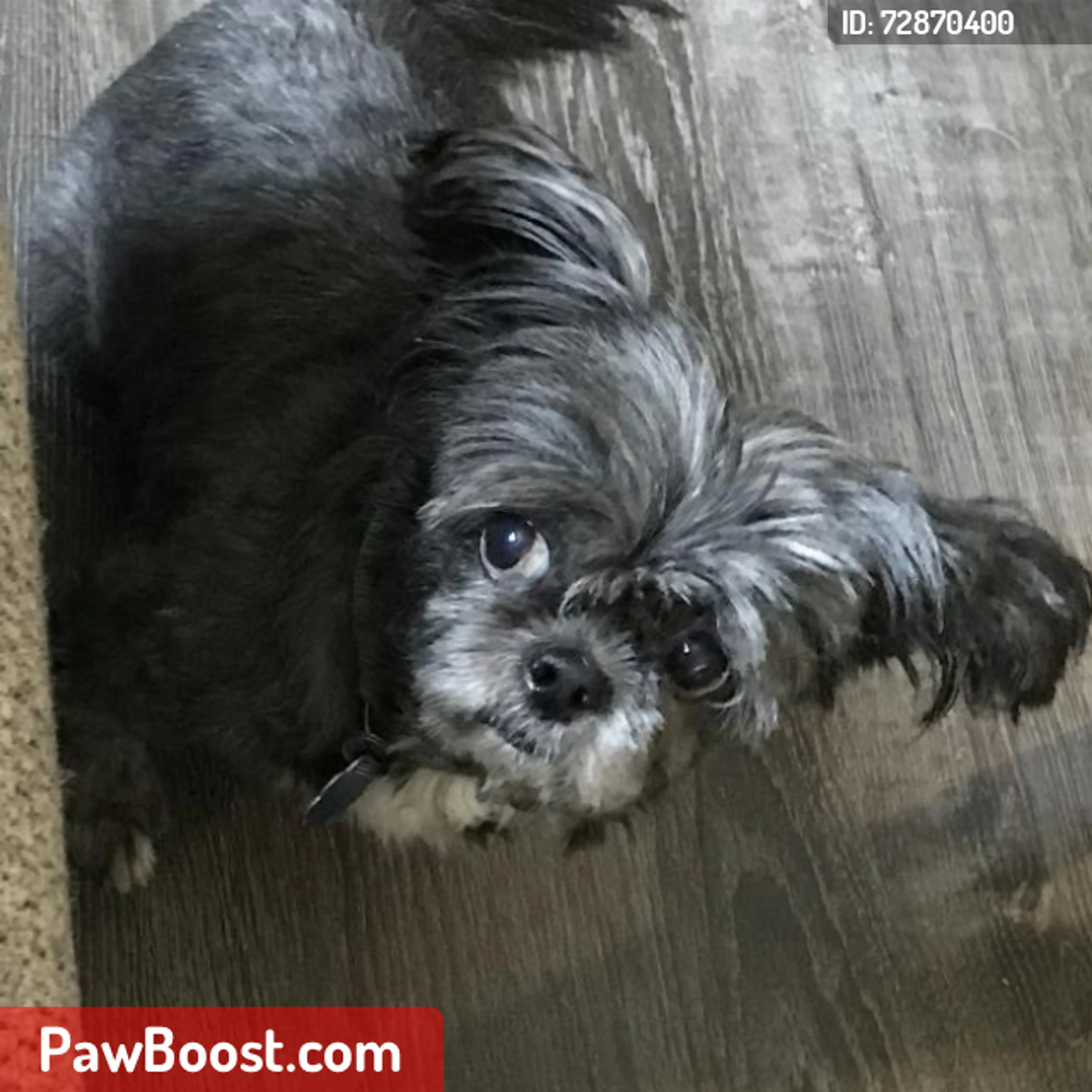 Lost pet