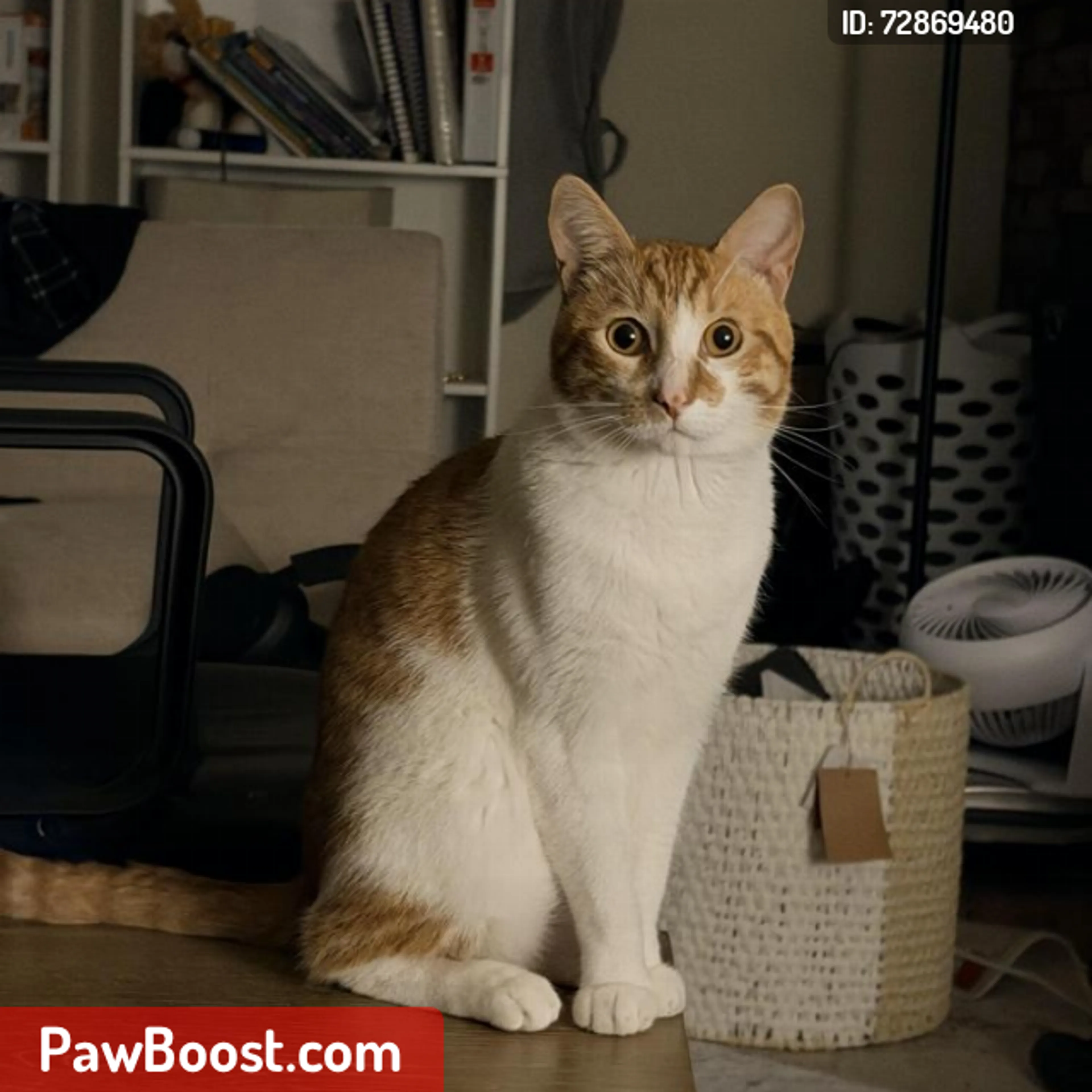 Lost pet