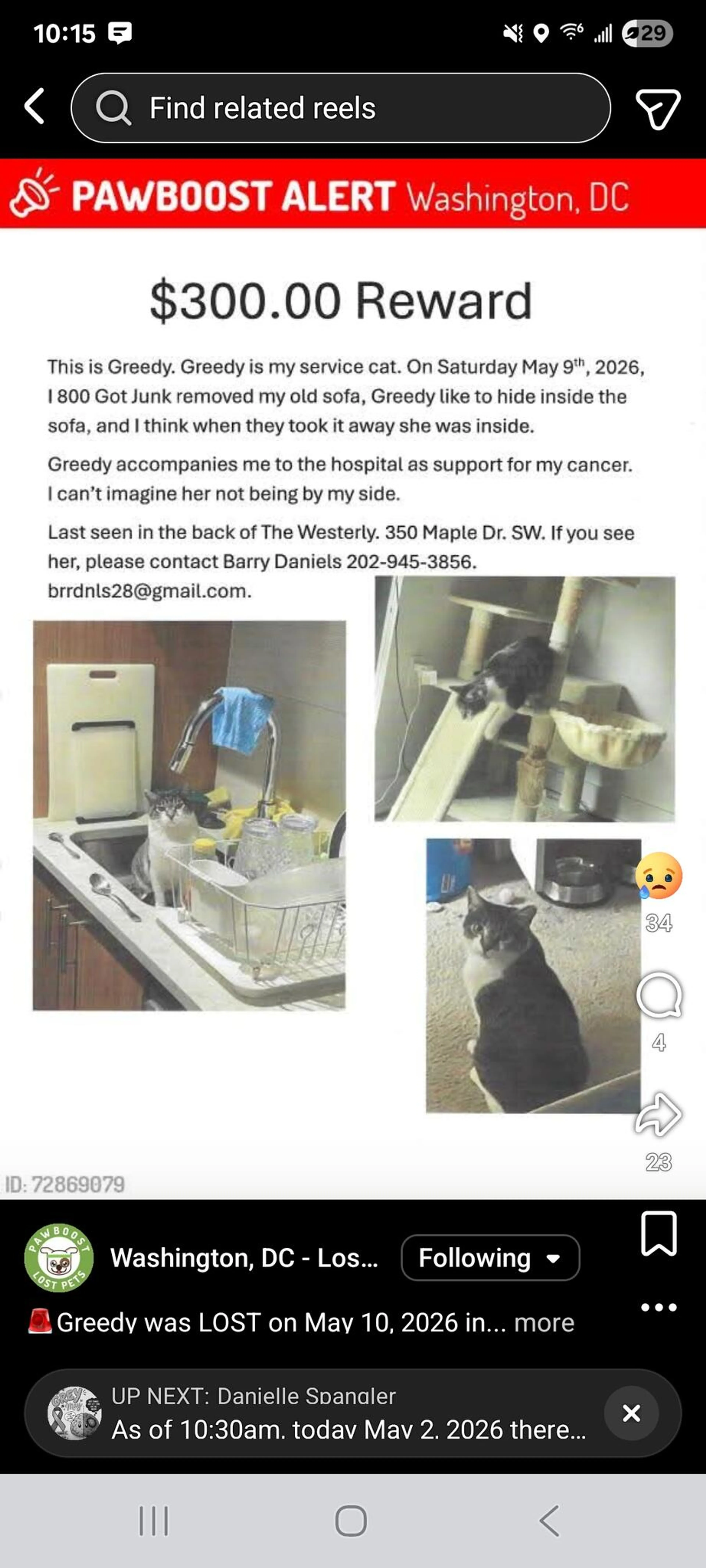 Lost pet