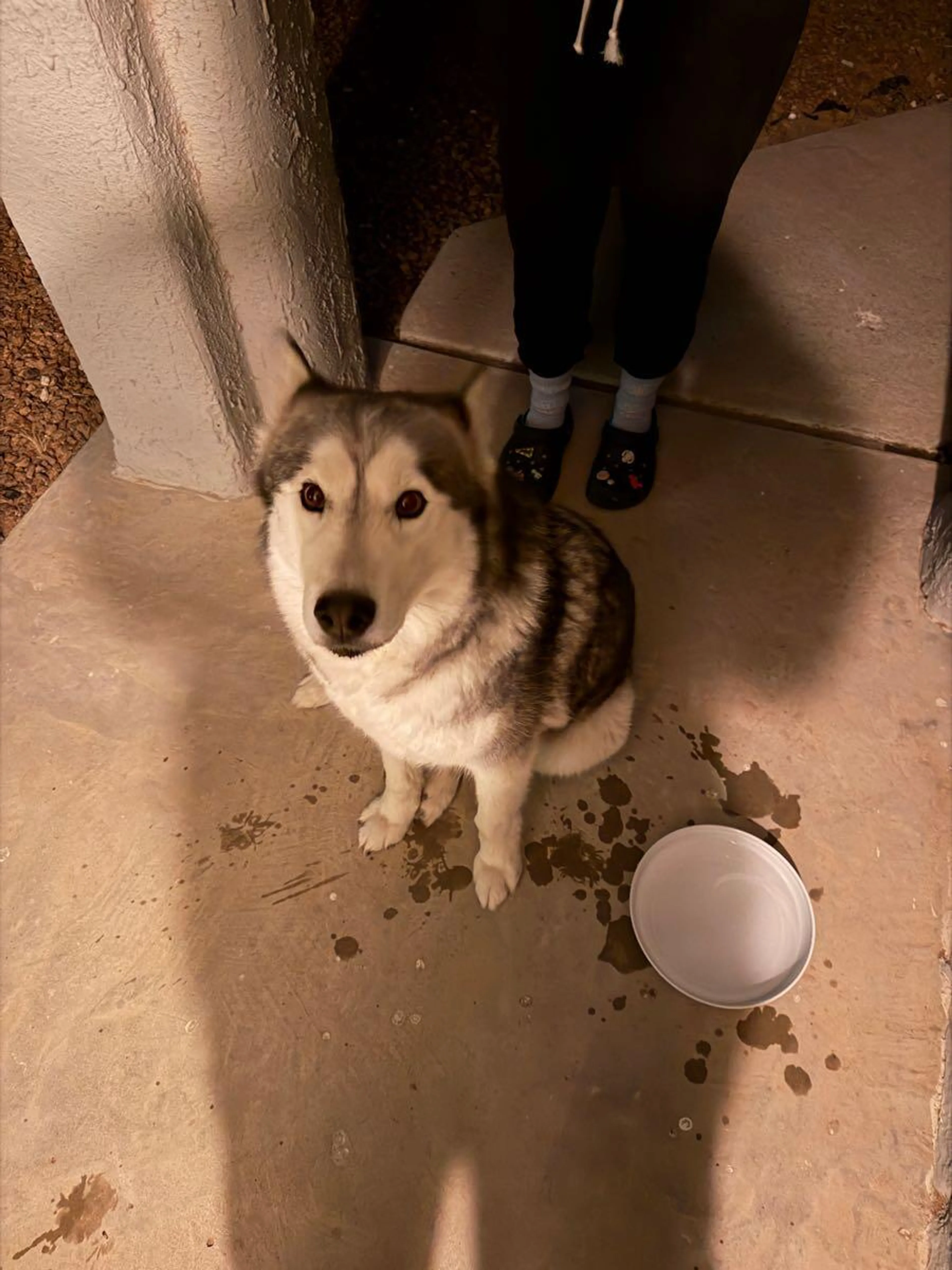 Found pet