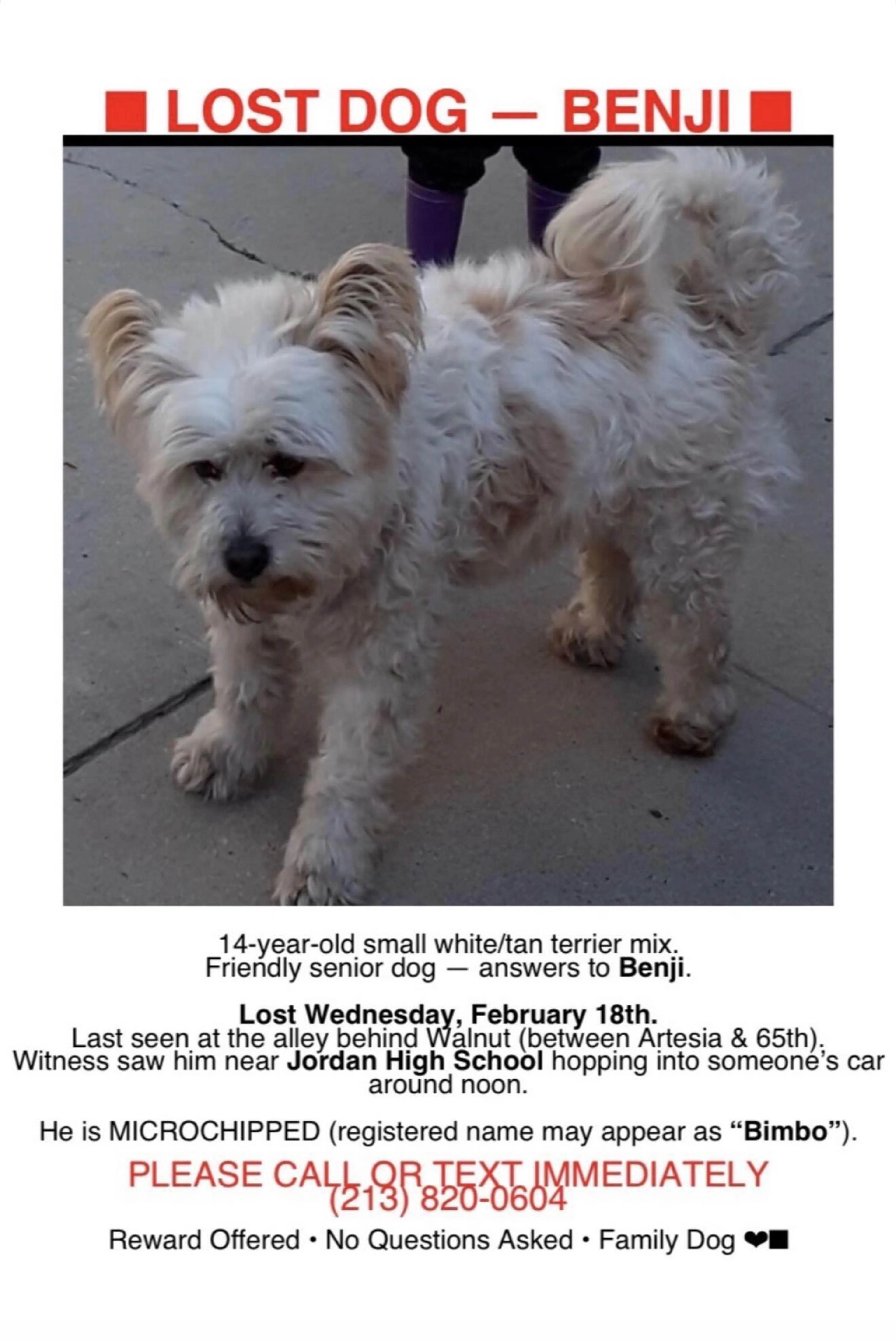 Lost pet