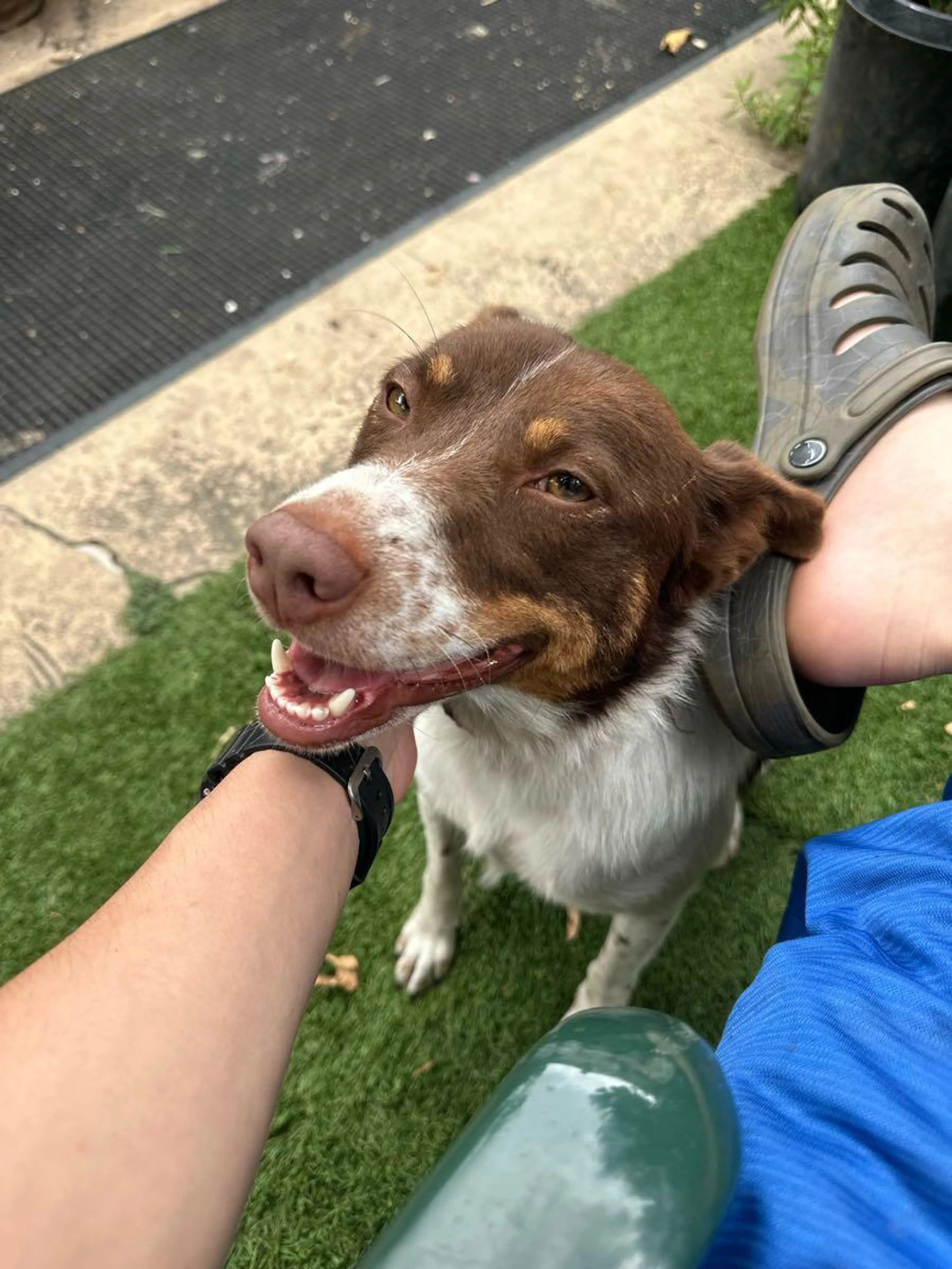 Found pet