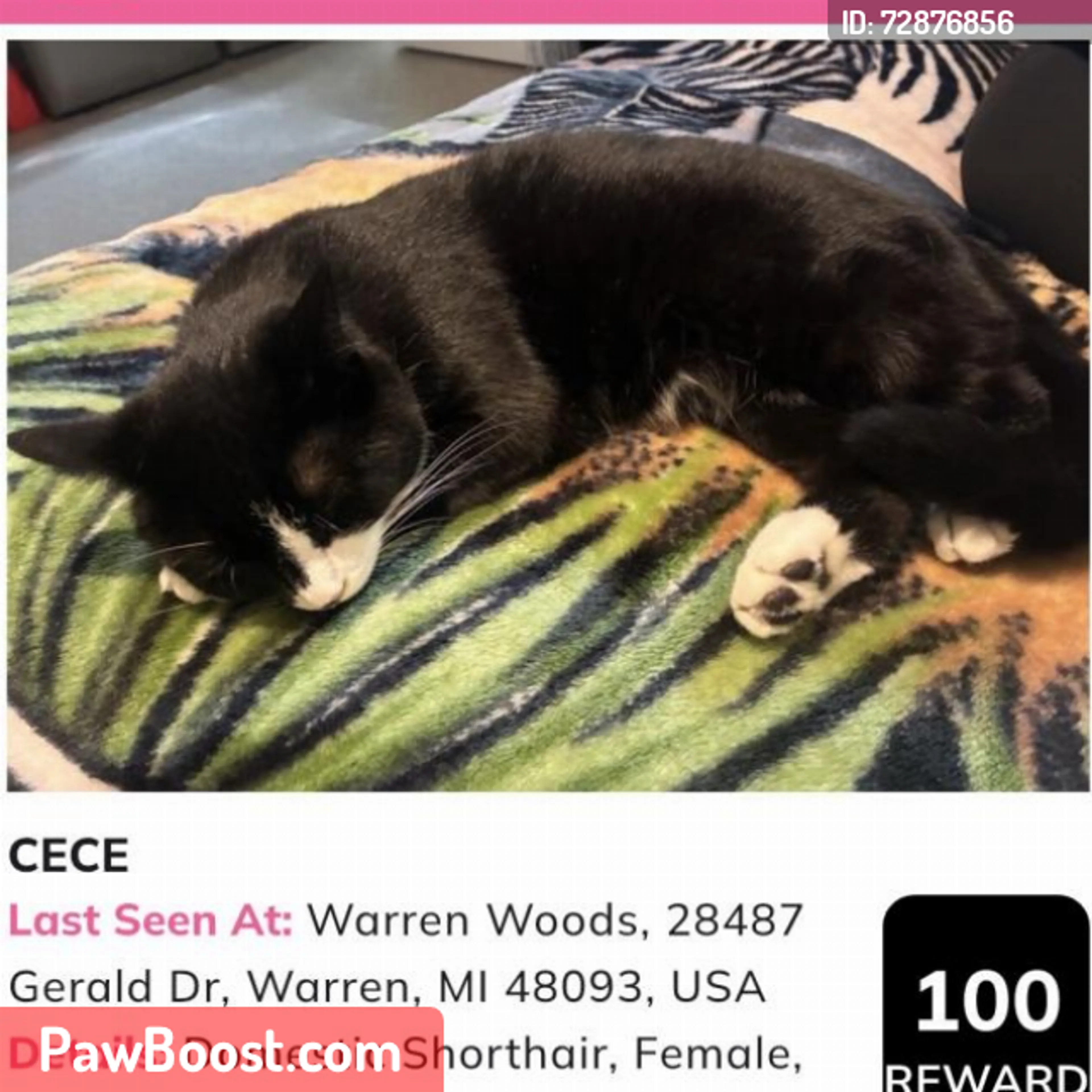 Lost pet