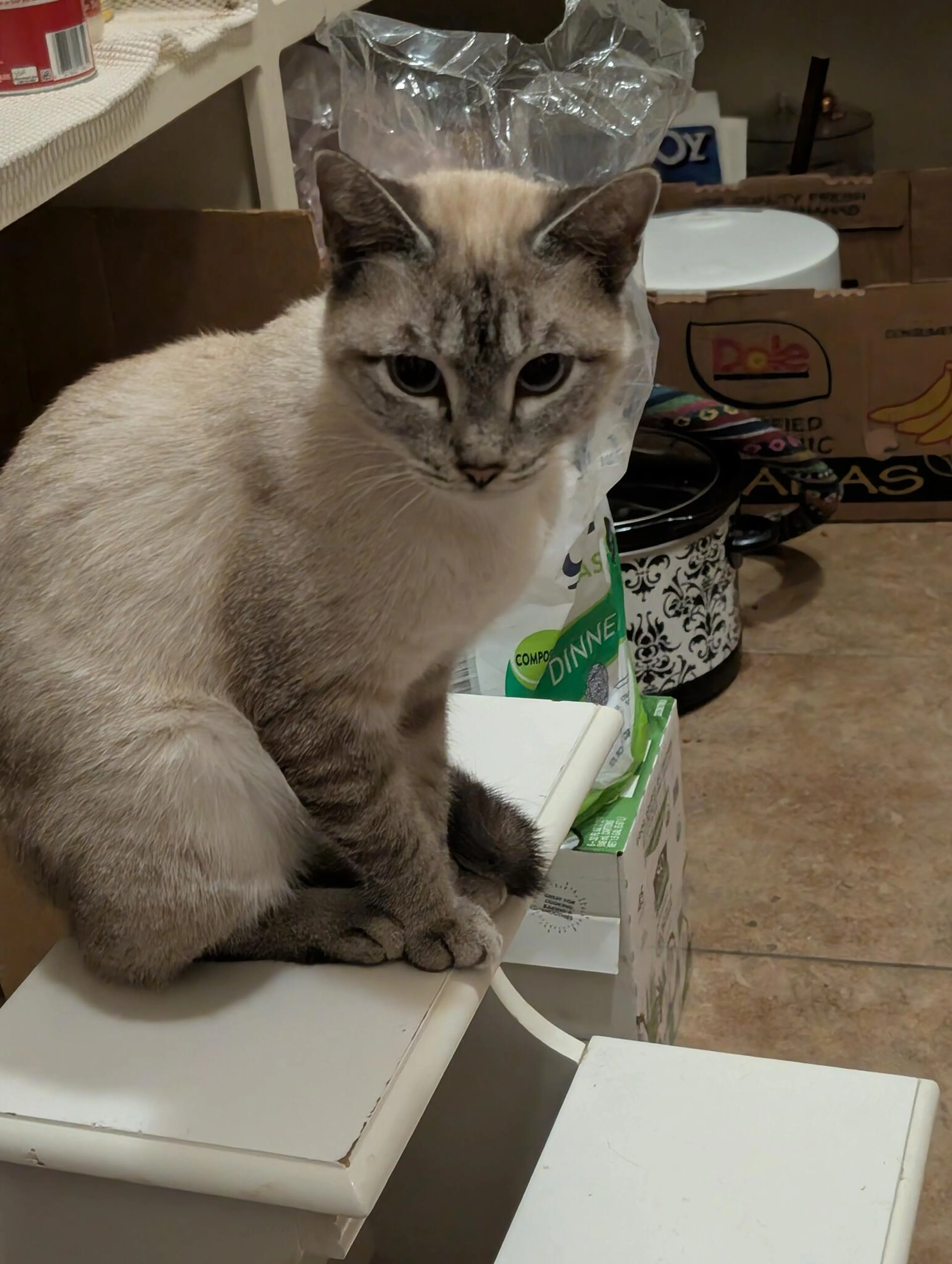 Lost pet