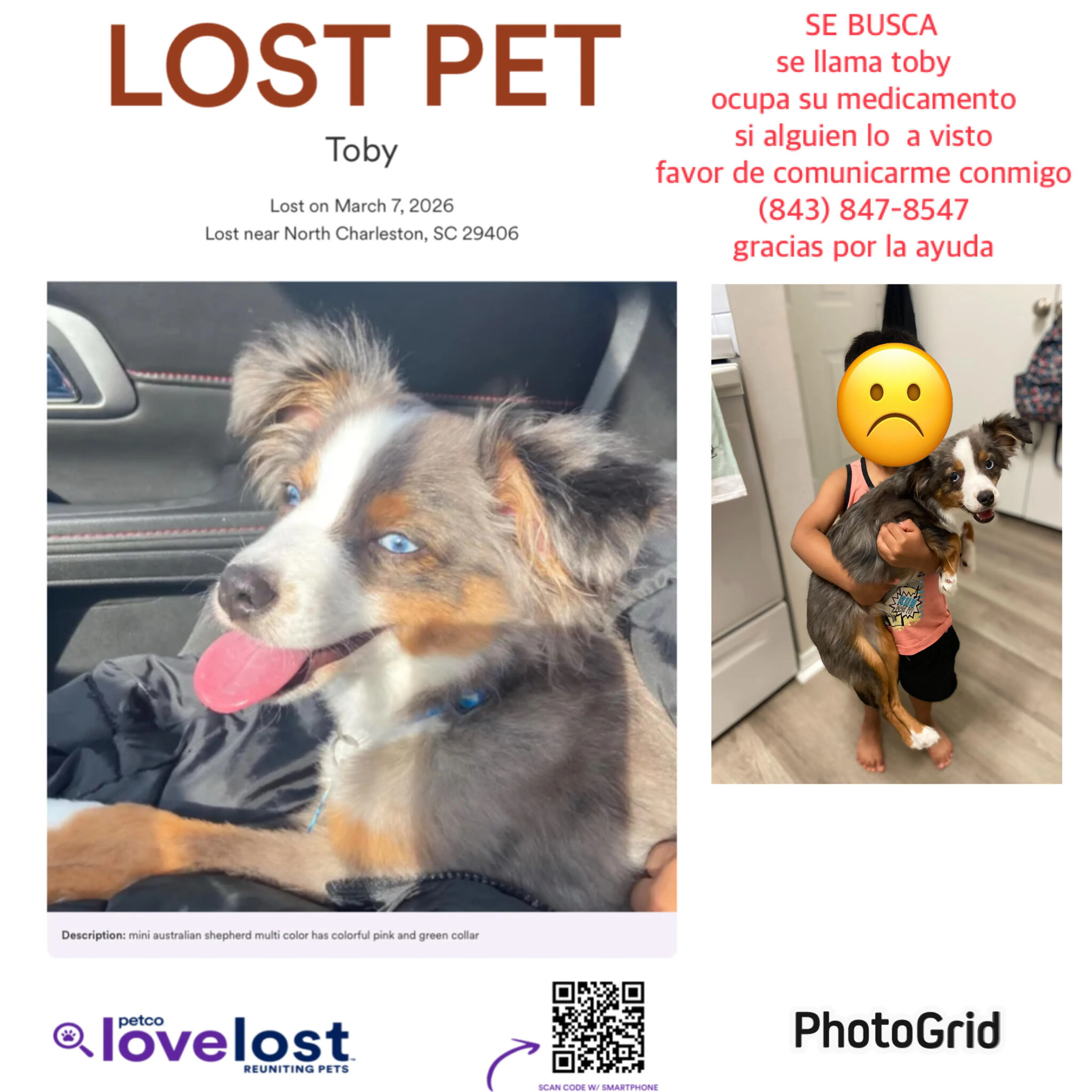 Lost pet