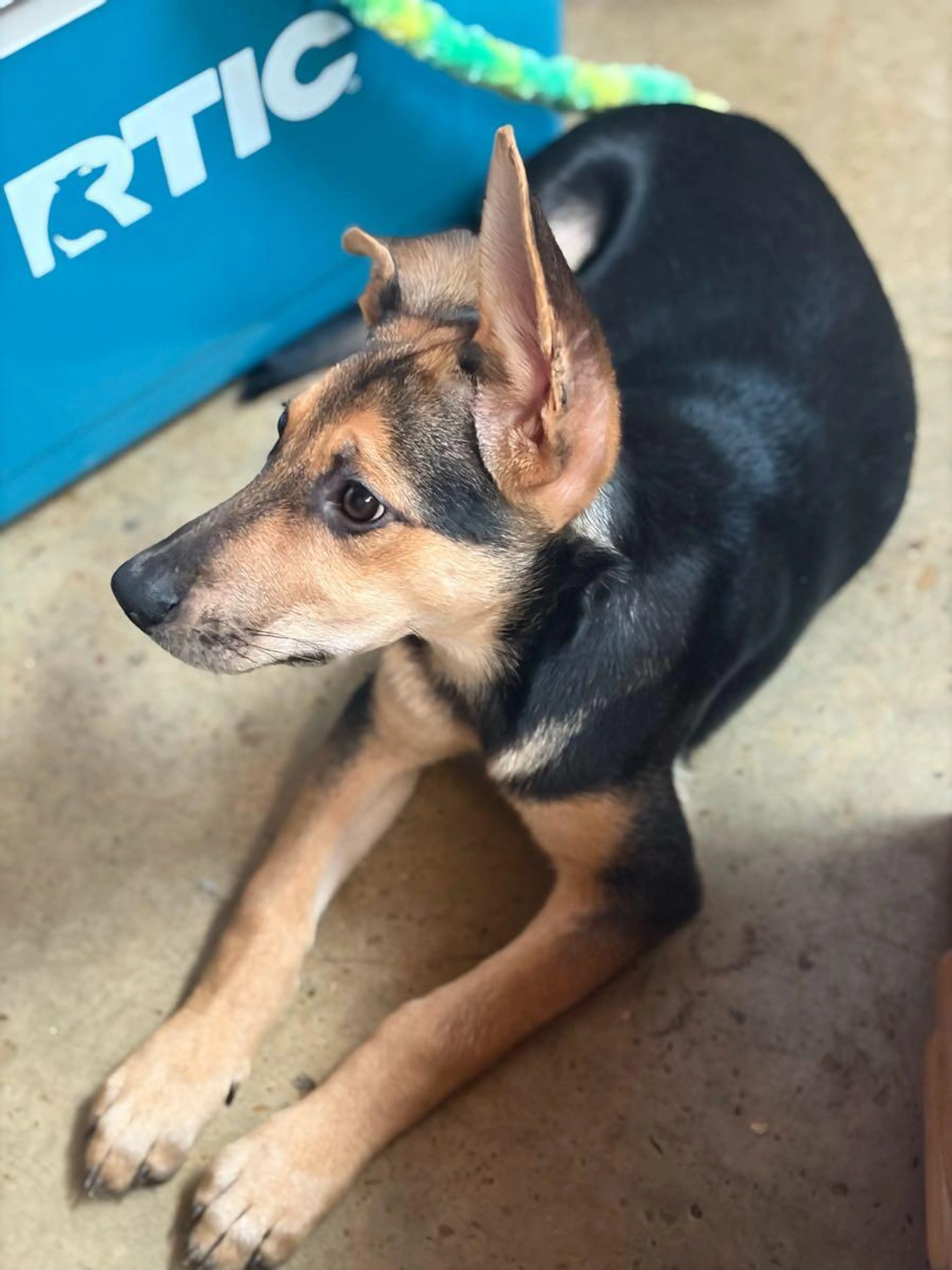 Found pet