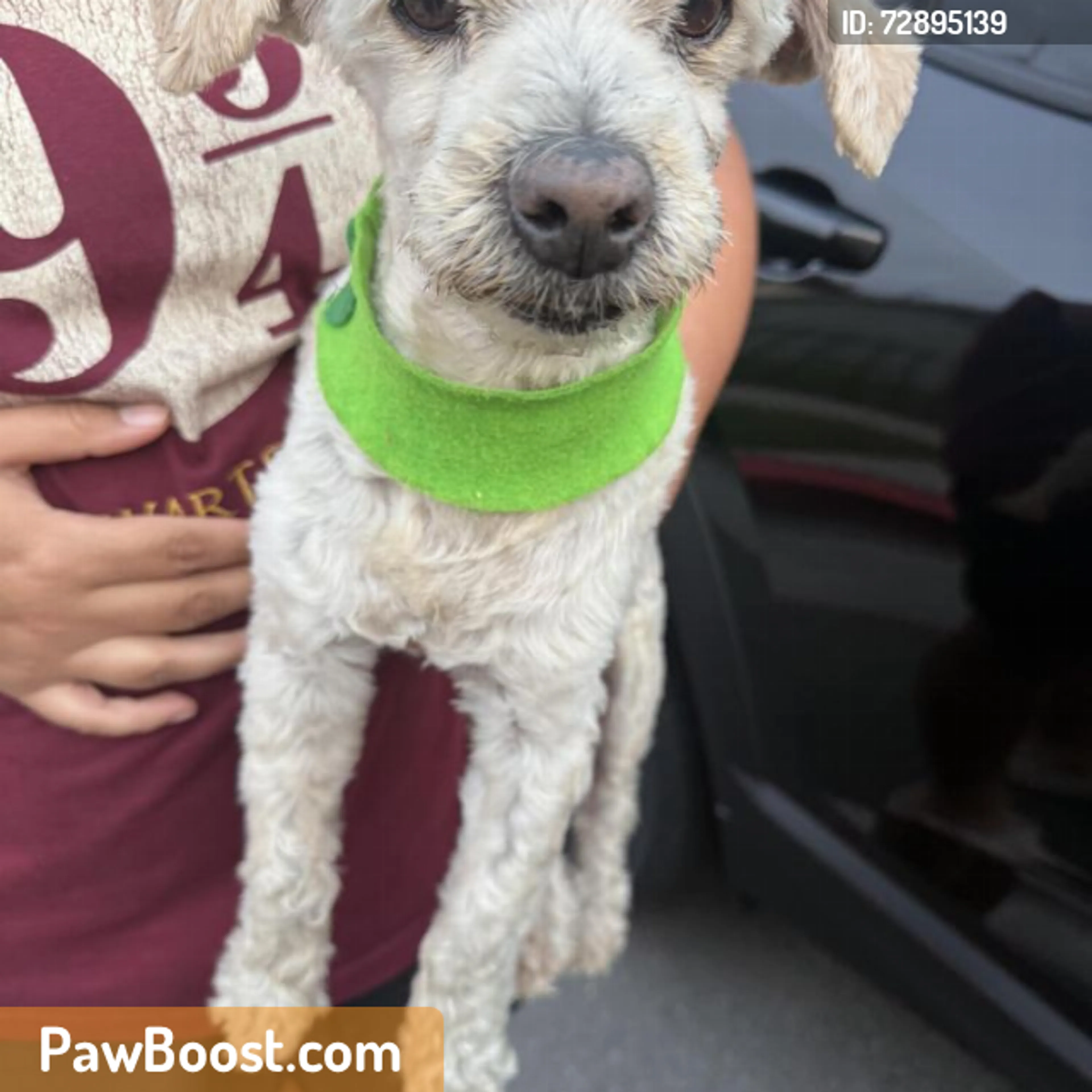 Found pet