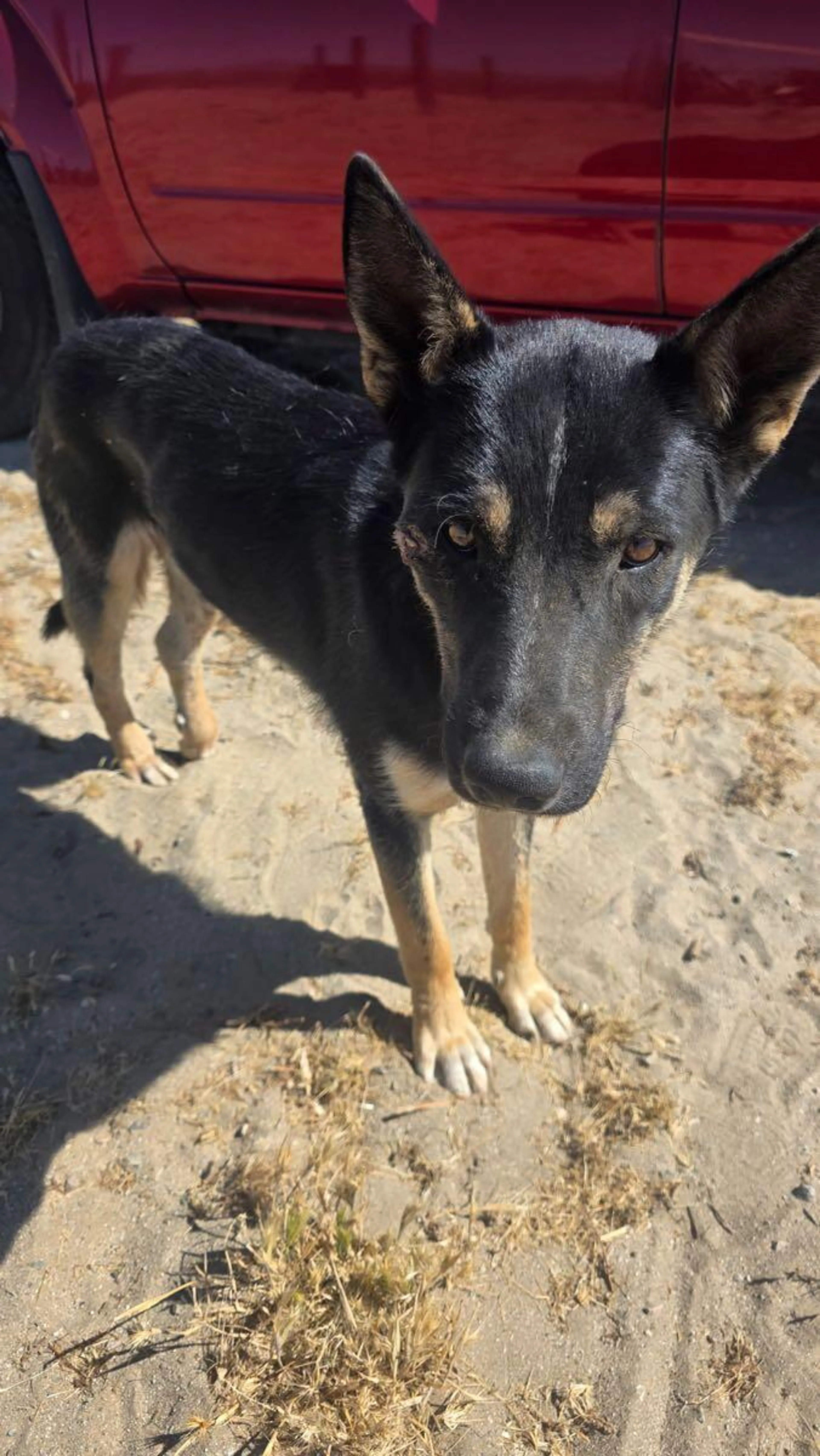 Found pet
