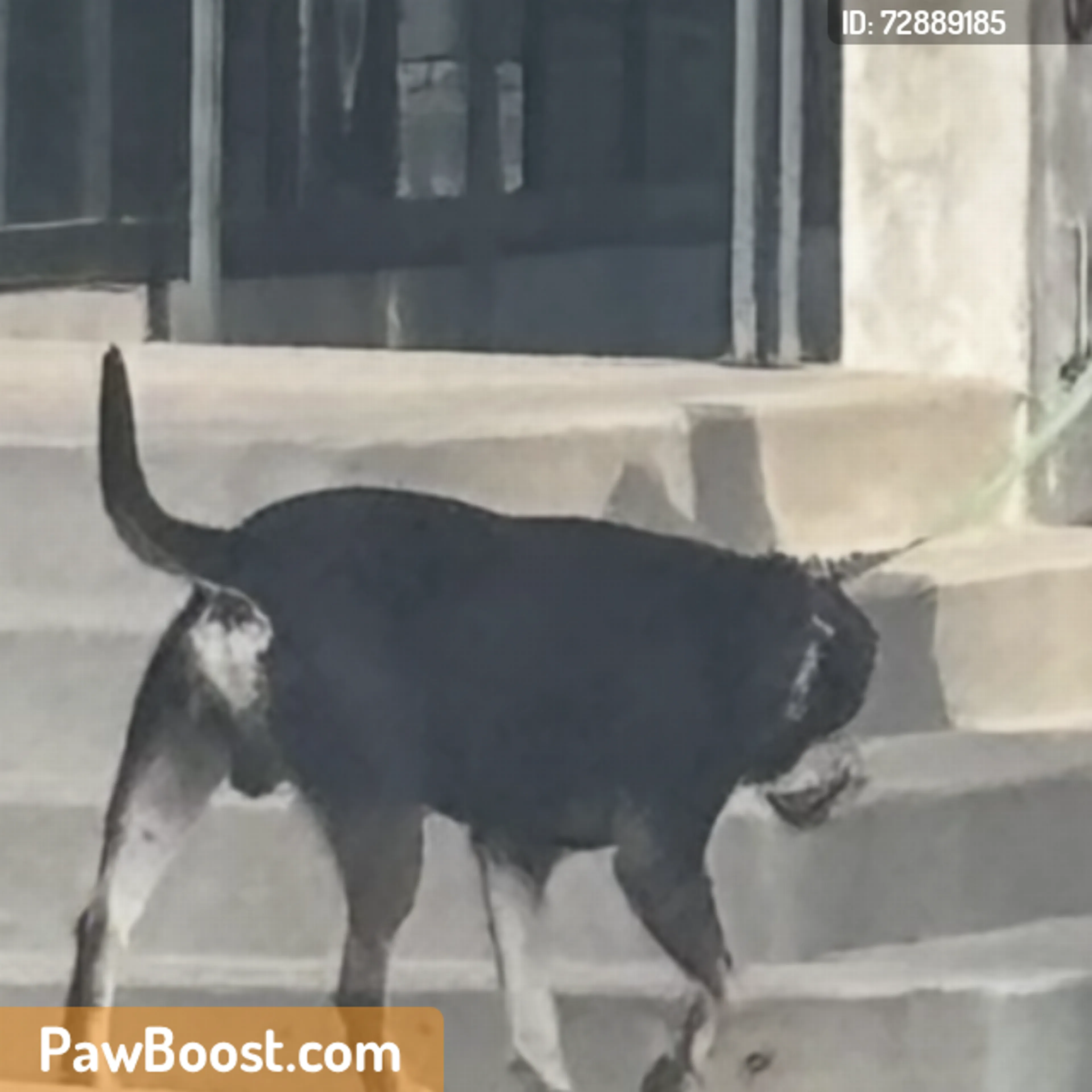 Found pet