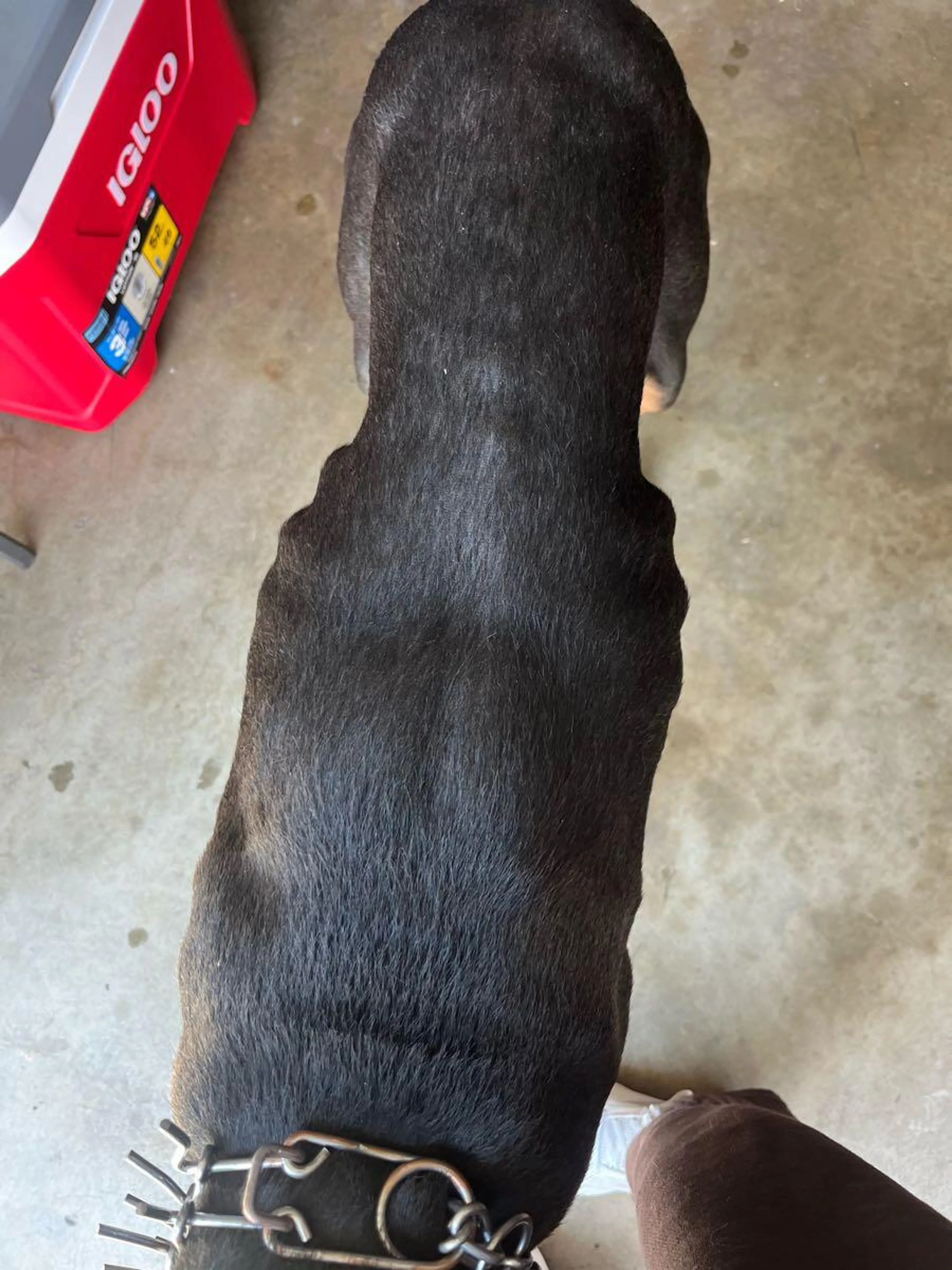Found pet