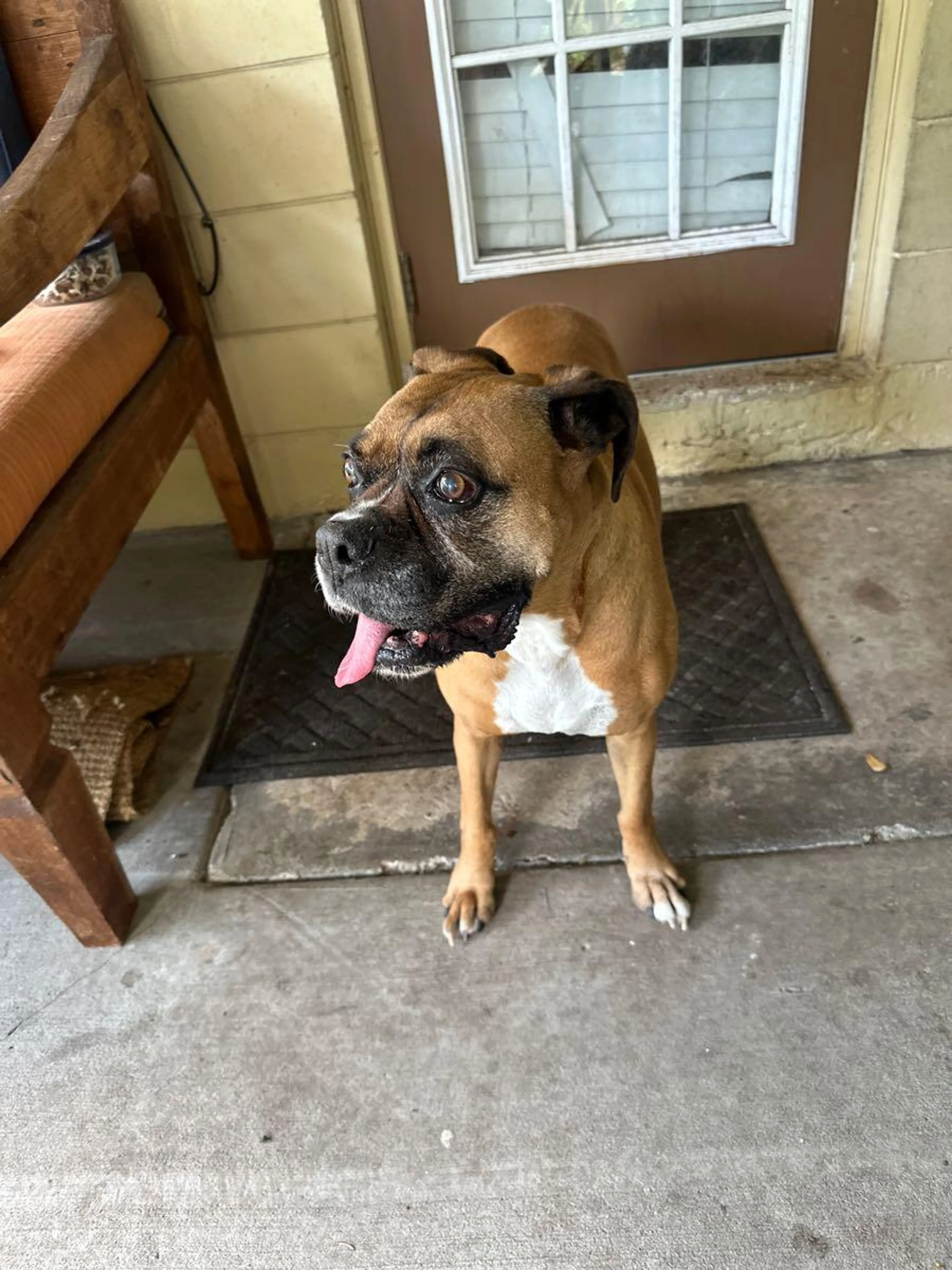 Found pet
