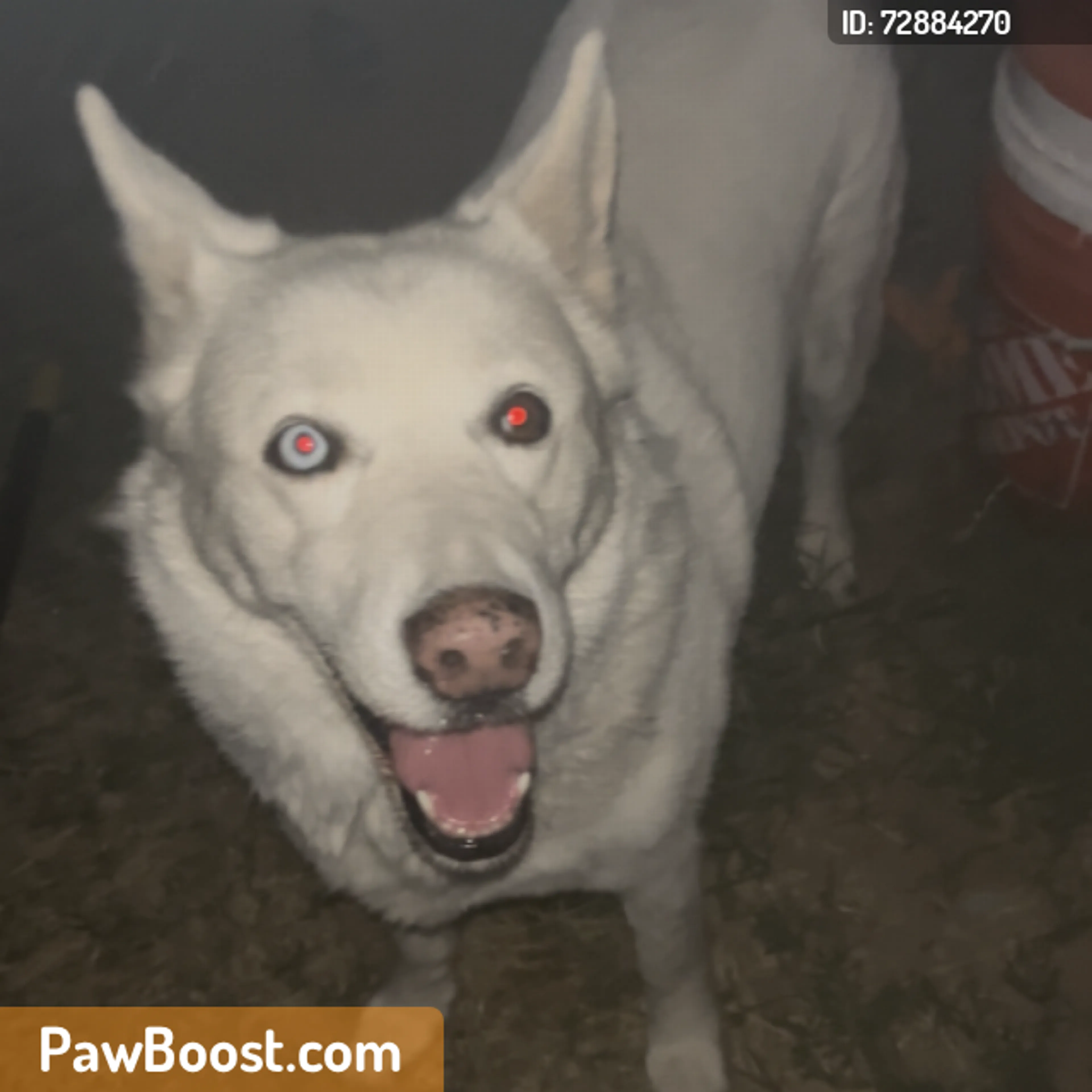 Found pet