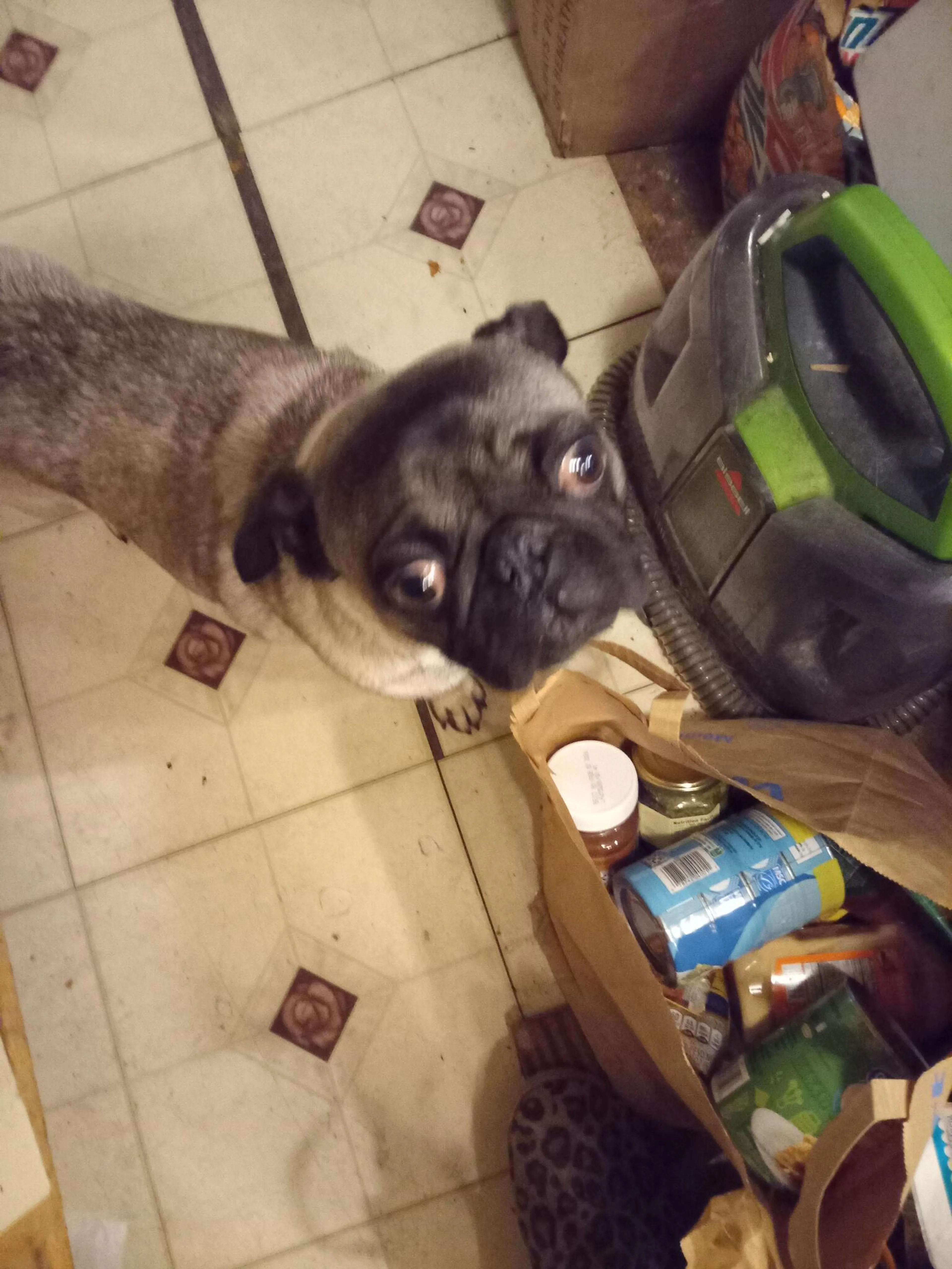 Lost pet