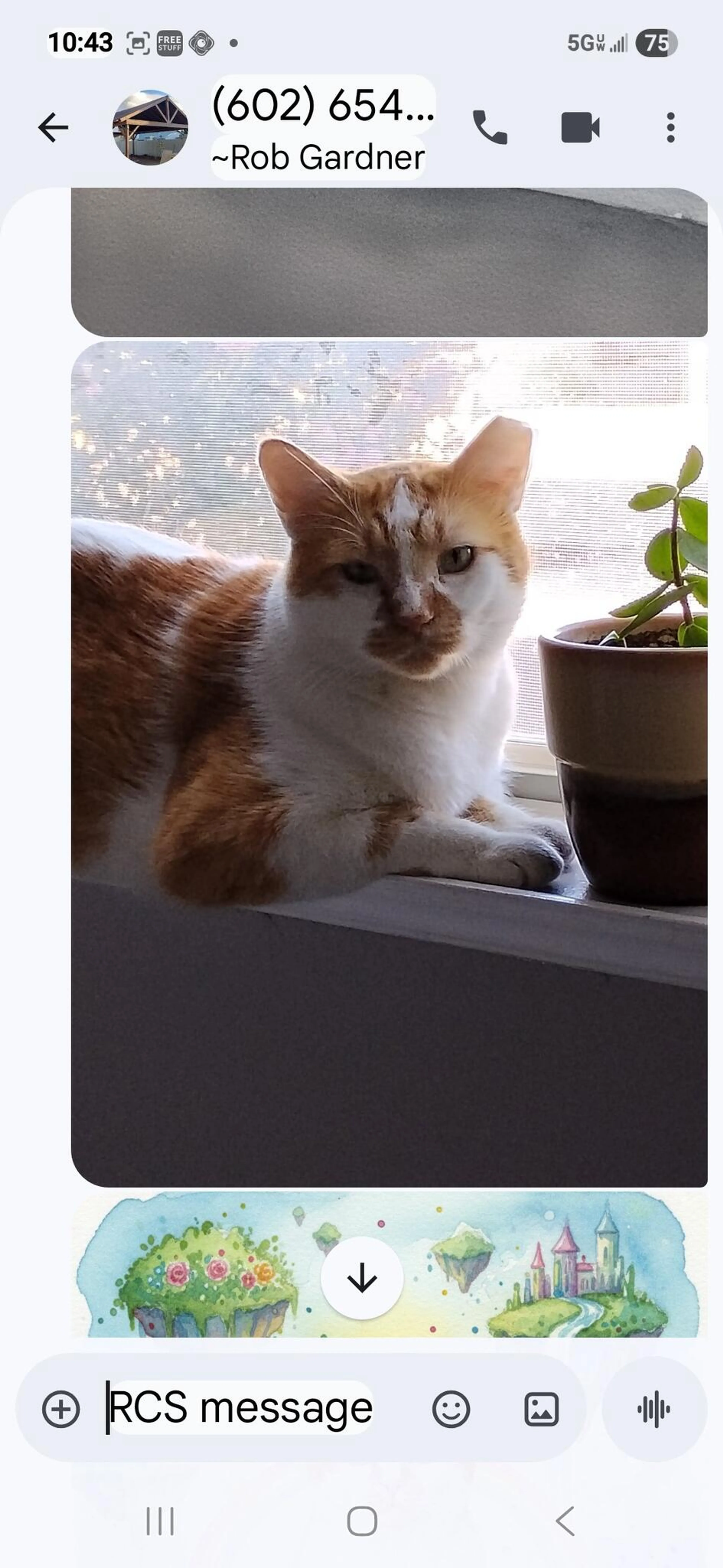 Lost pet