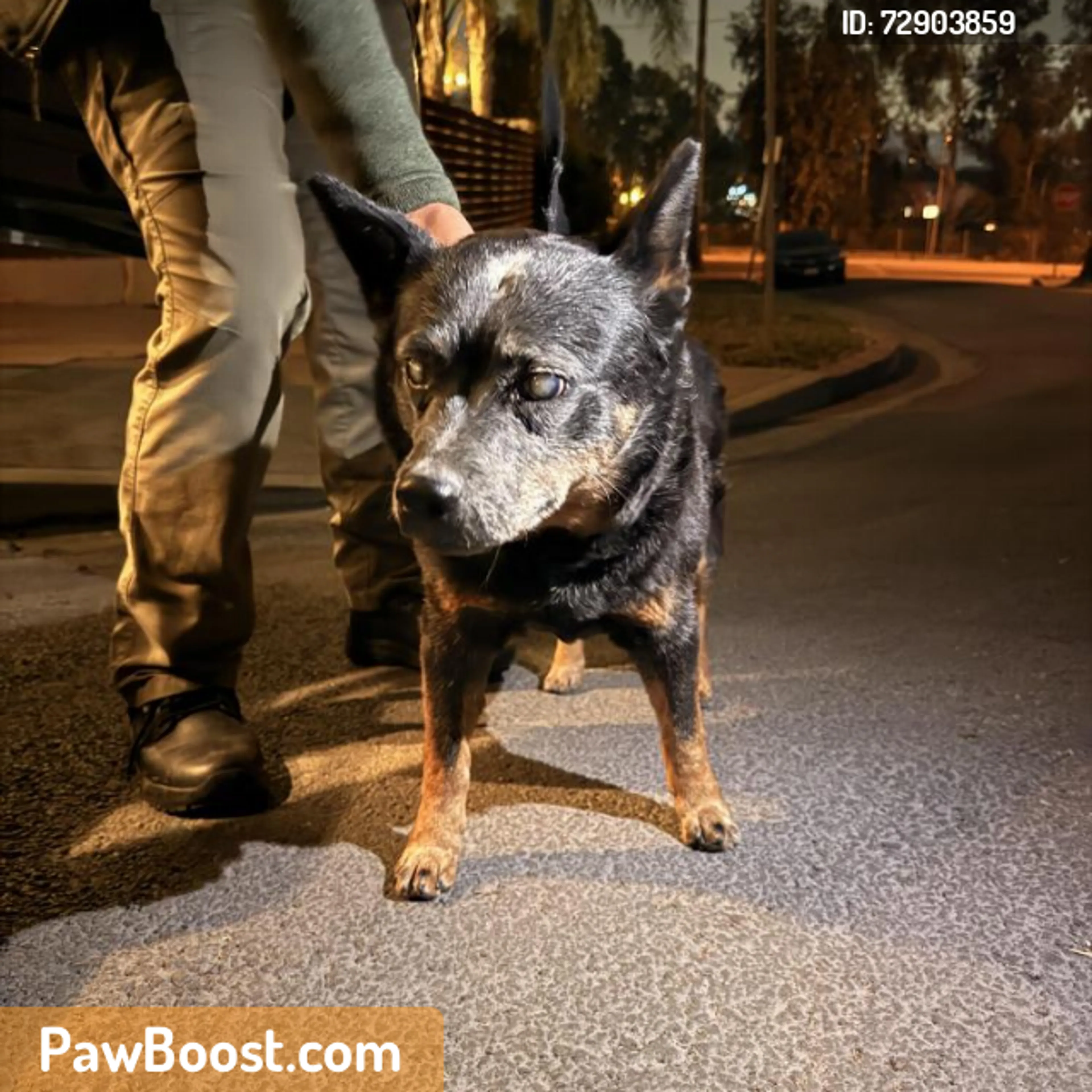 Found pet