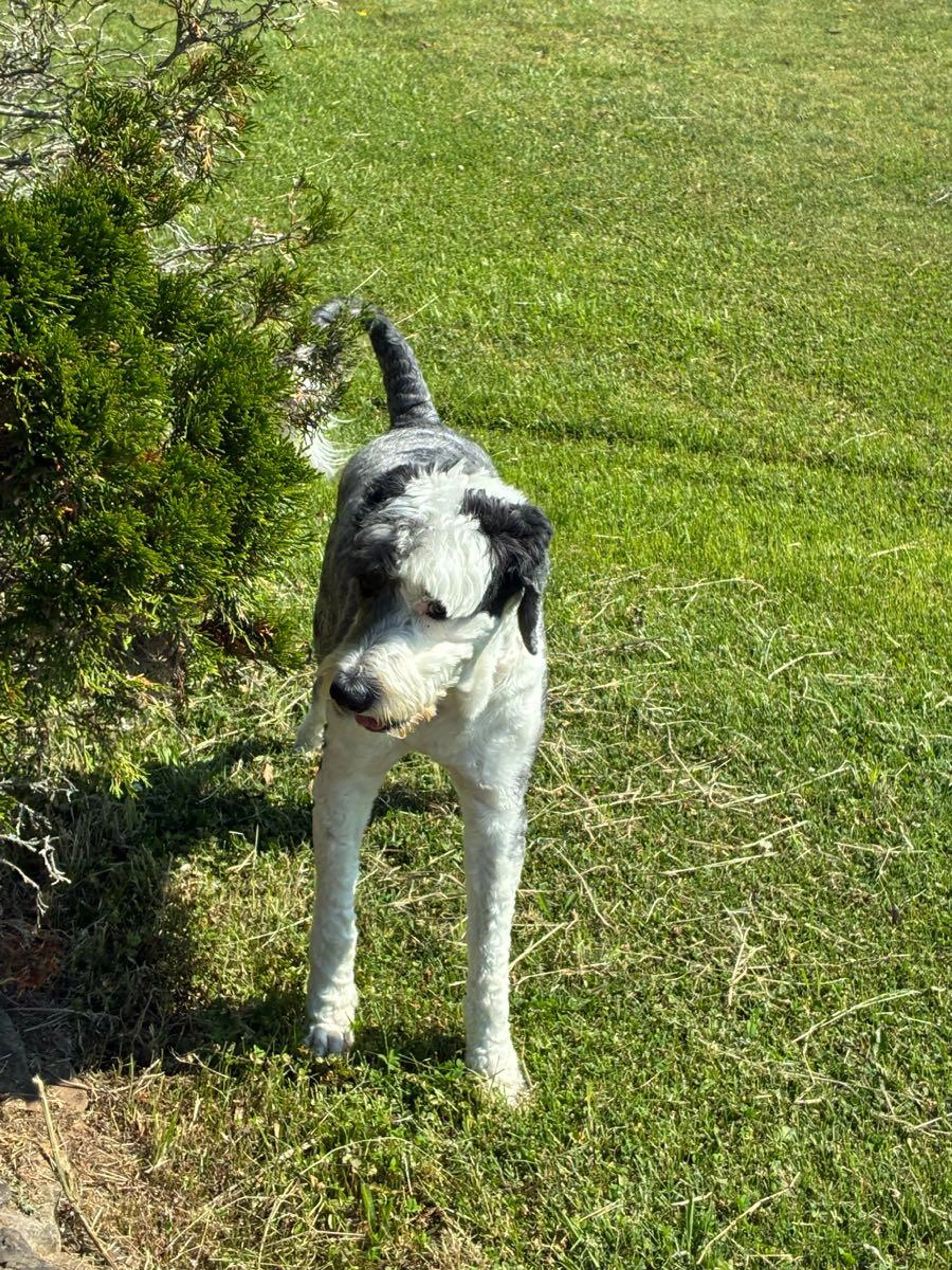 Found pet