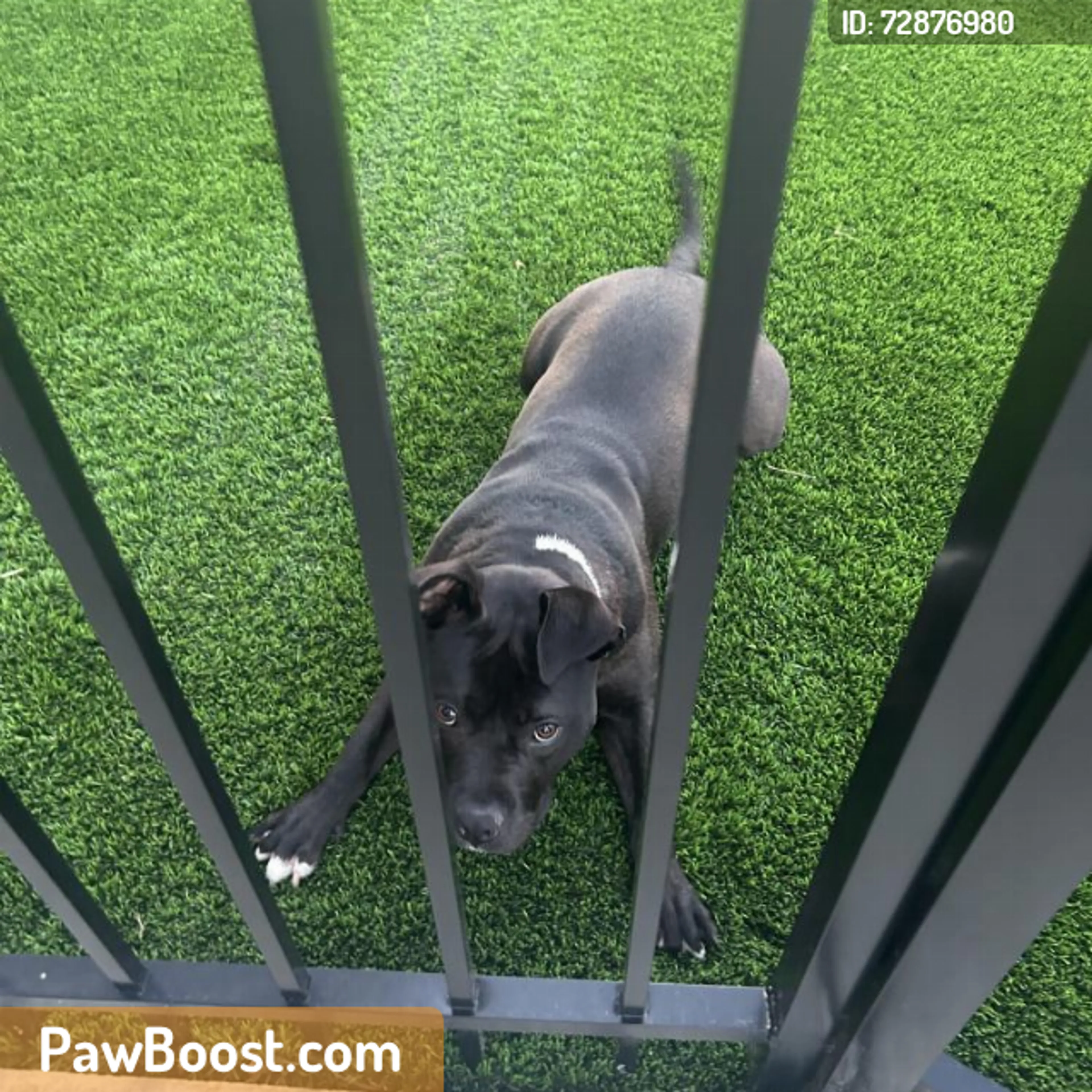 Found pet