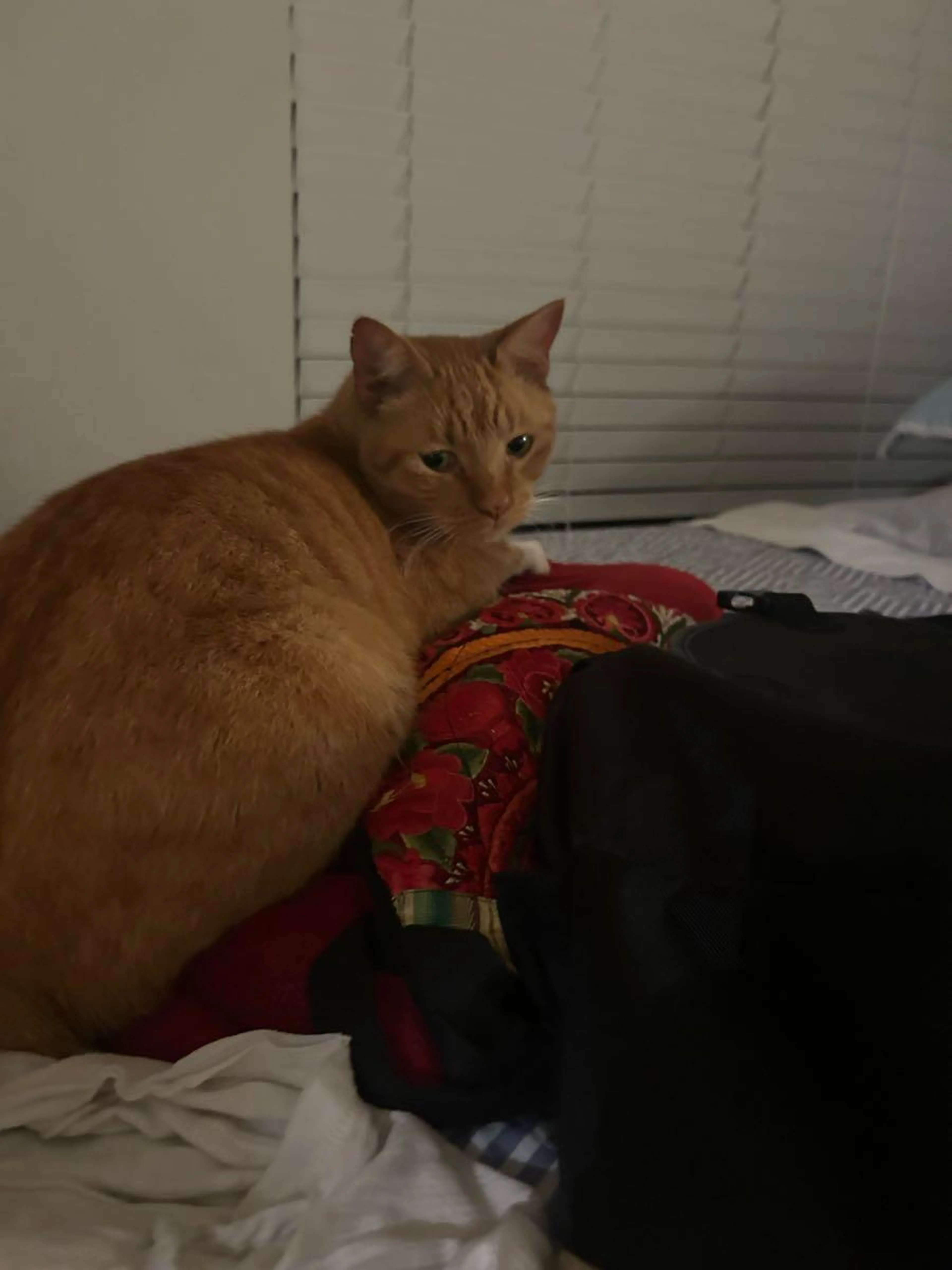 Lost pet