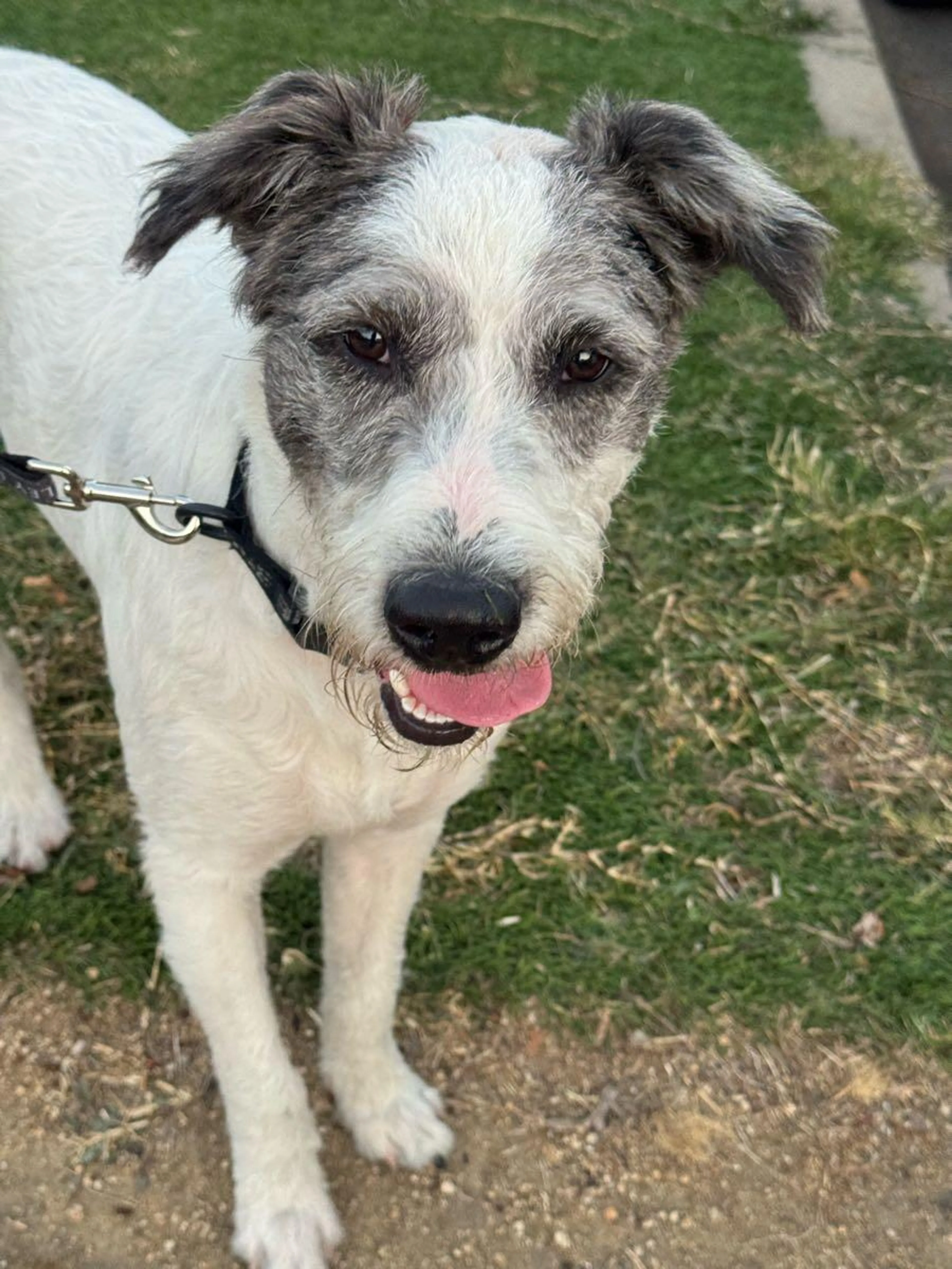 Found pet