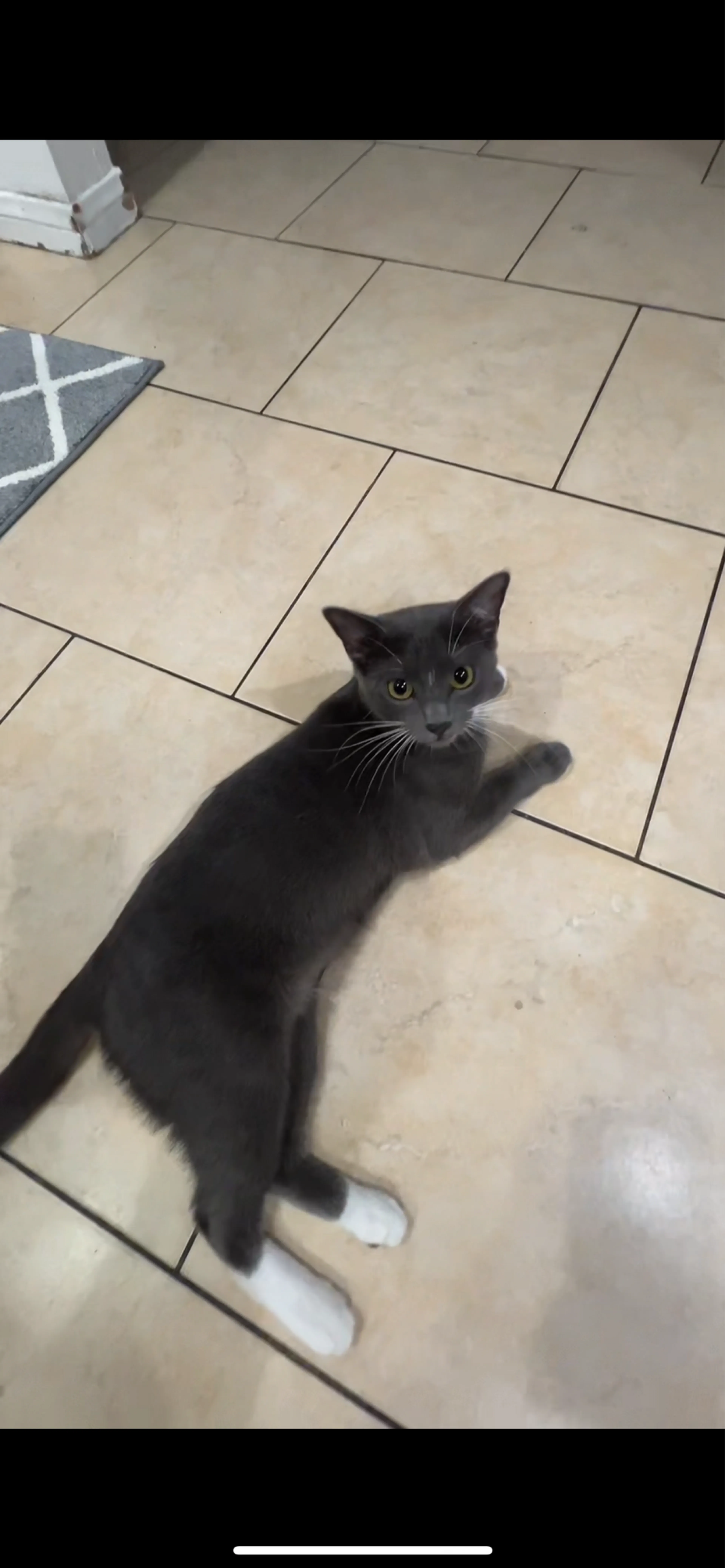 Lost pet