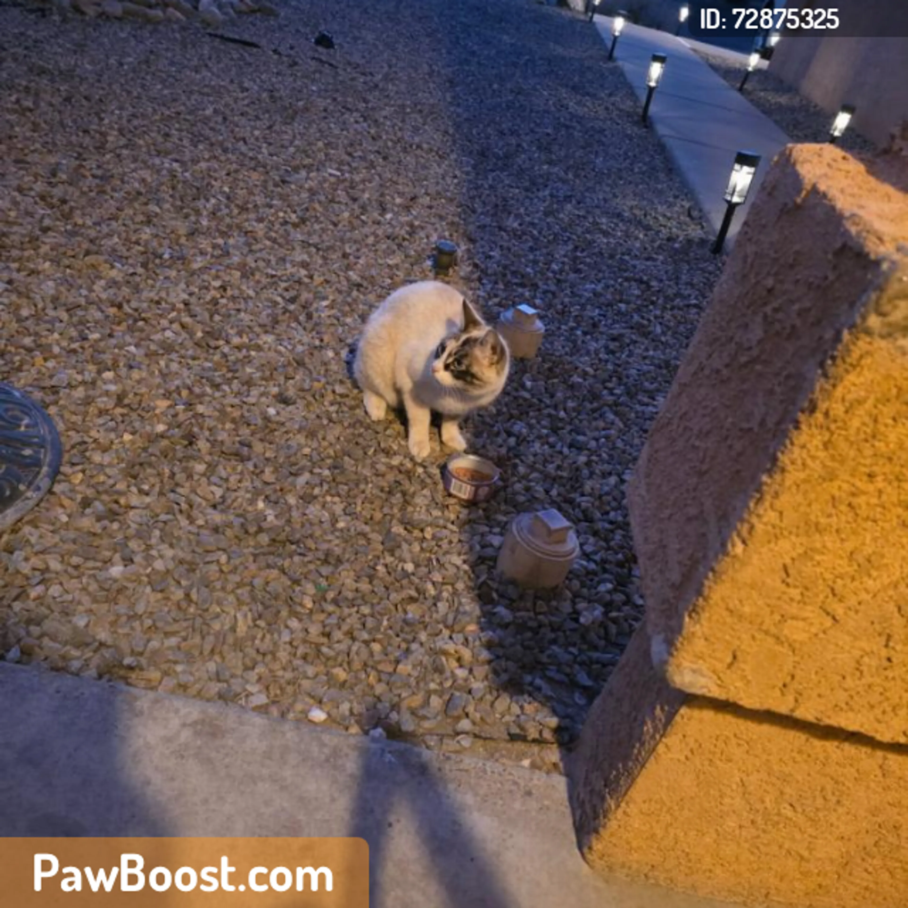 Found pet