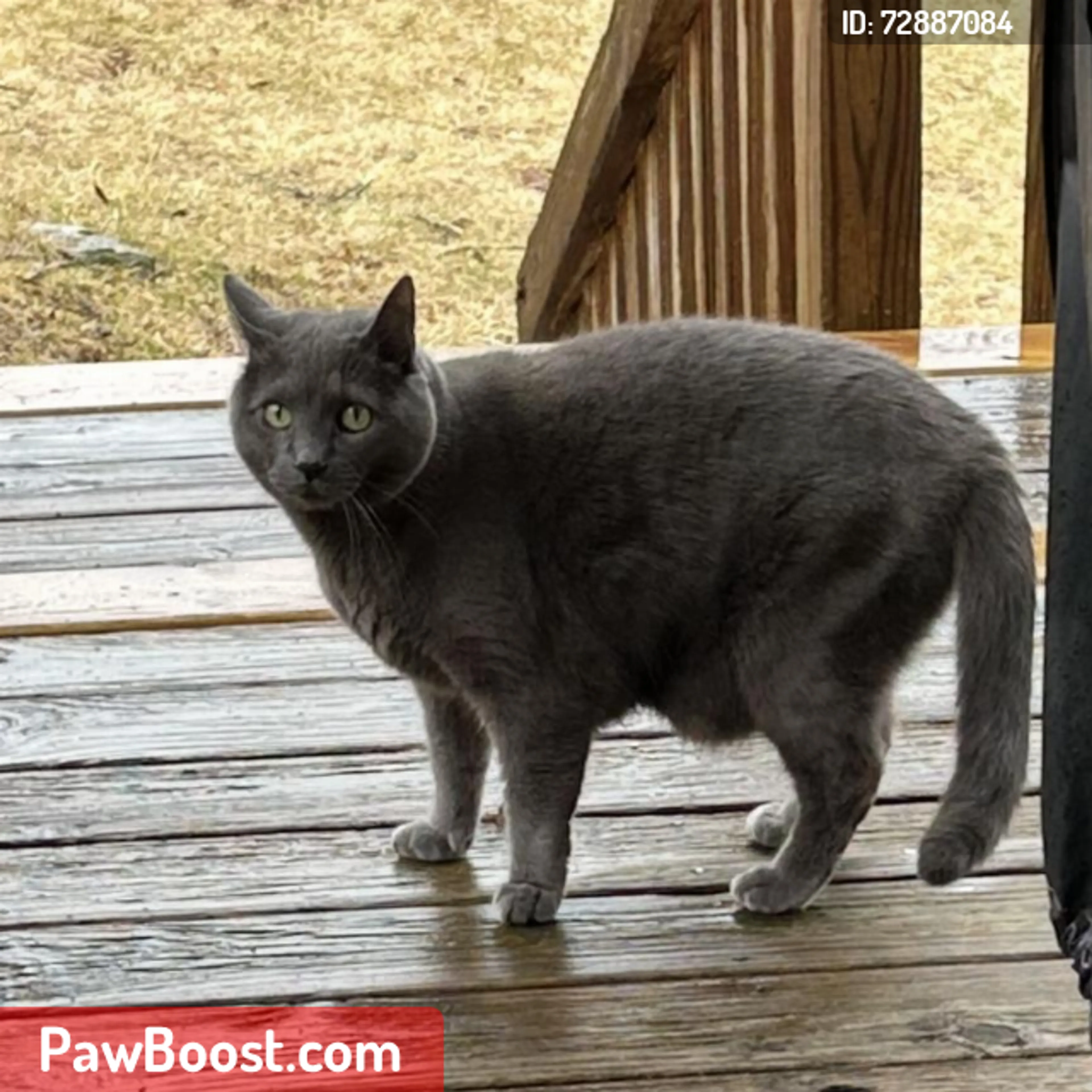 Lost pet