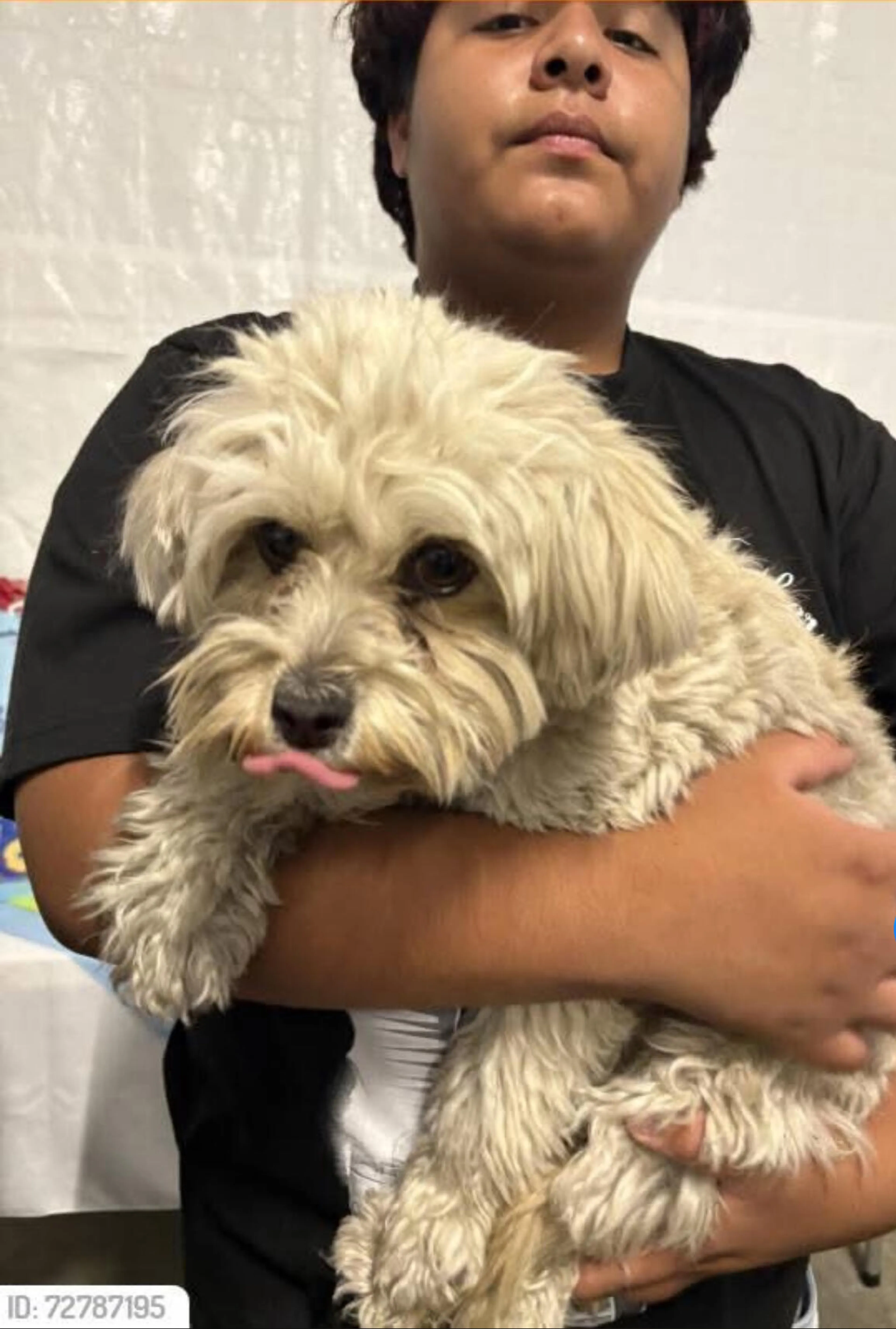 Lost pet