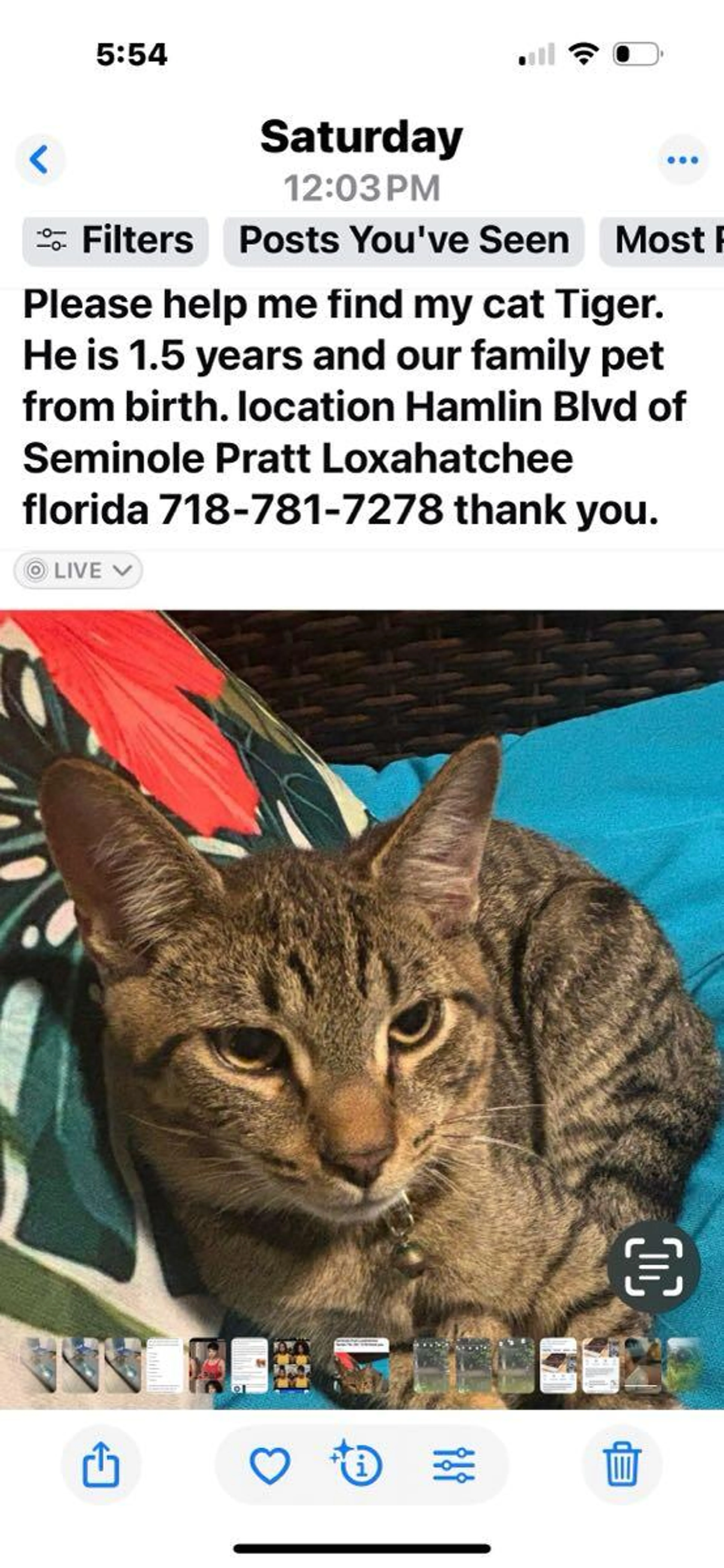 Lost pet