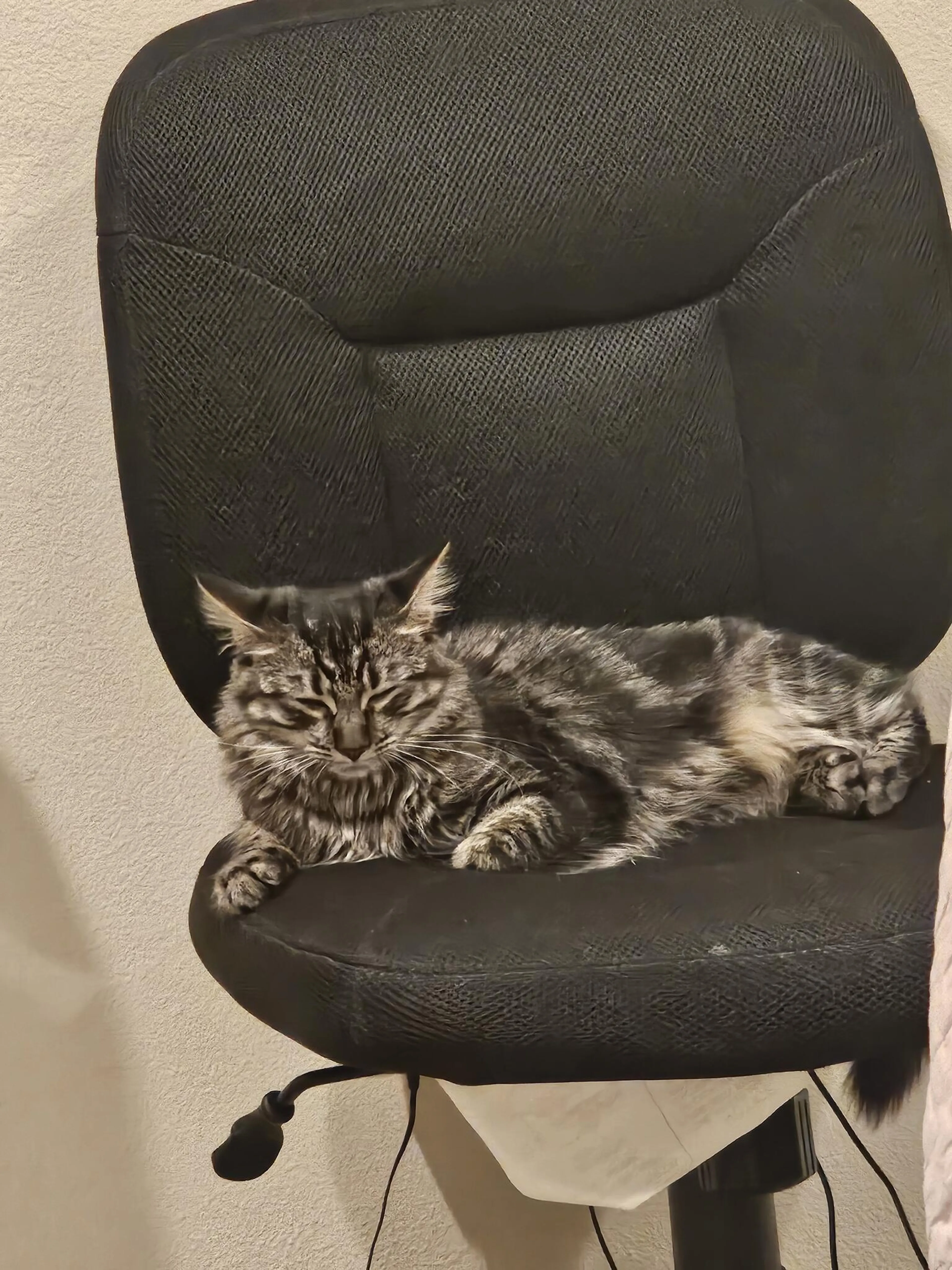 Lost pet