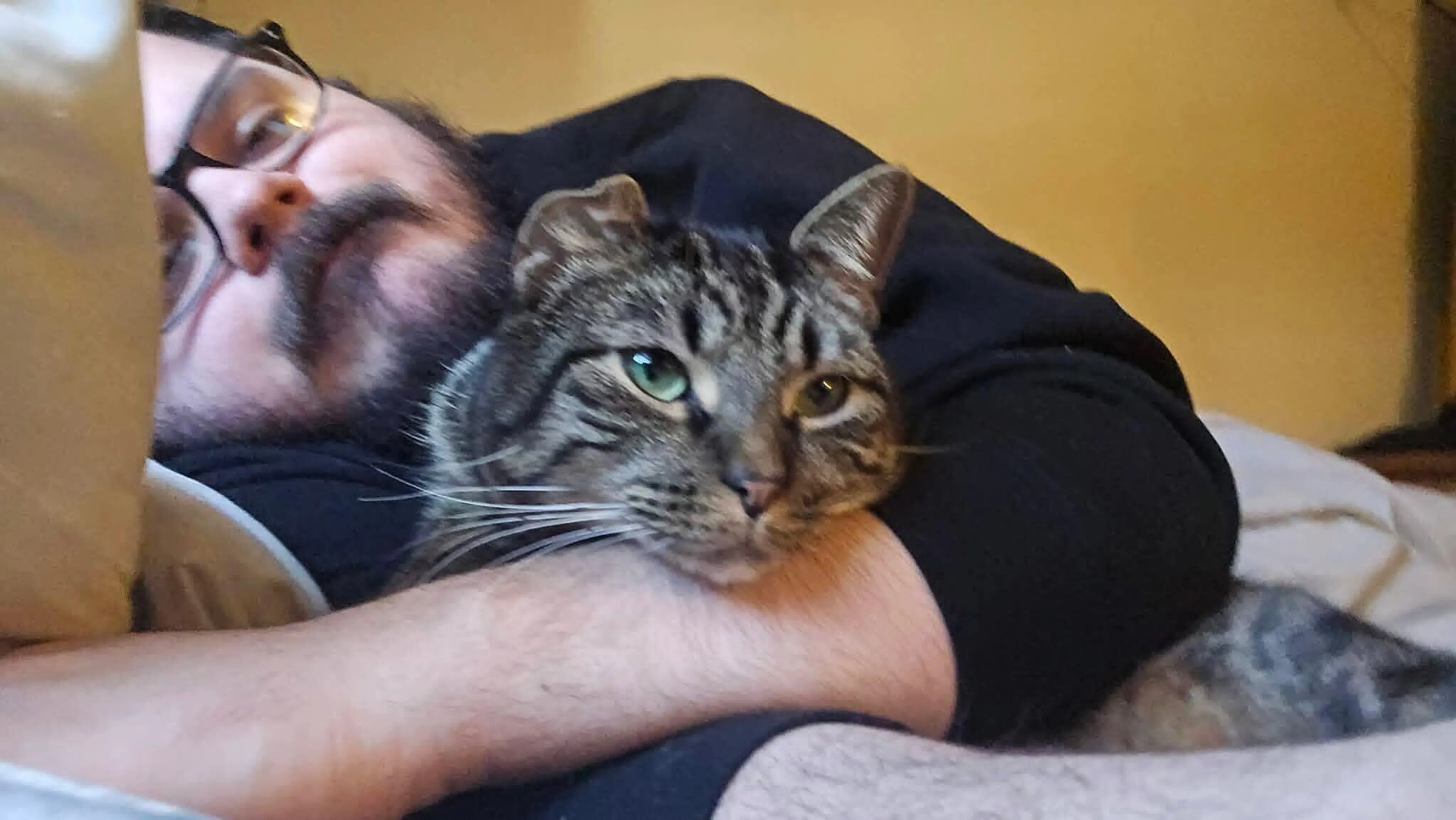 Lost pet