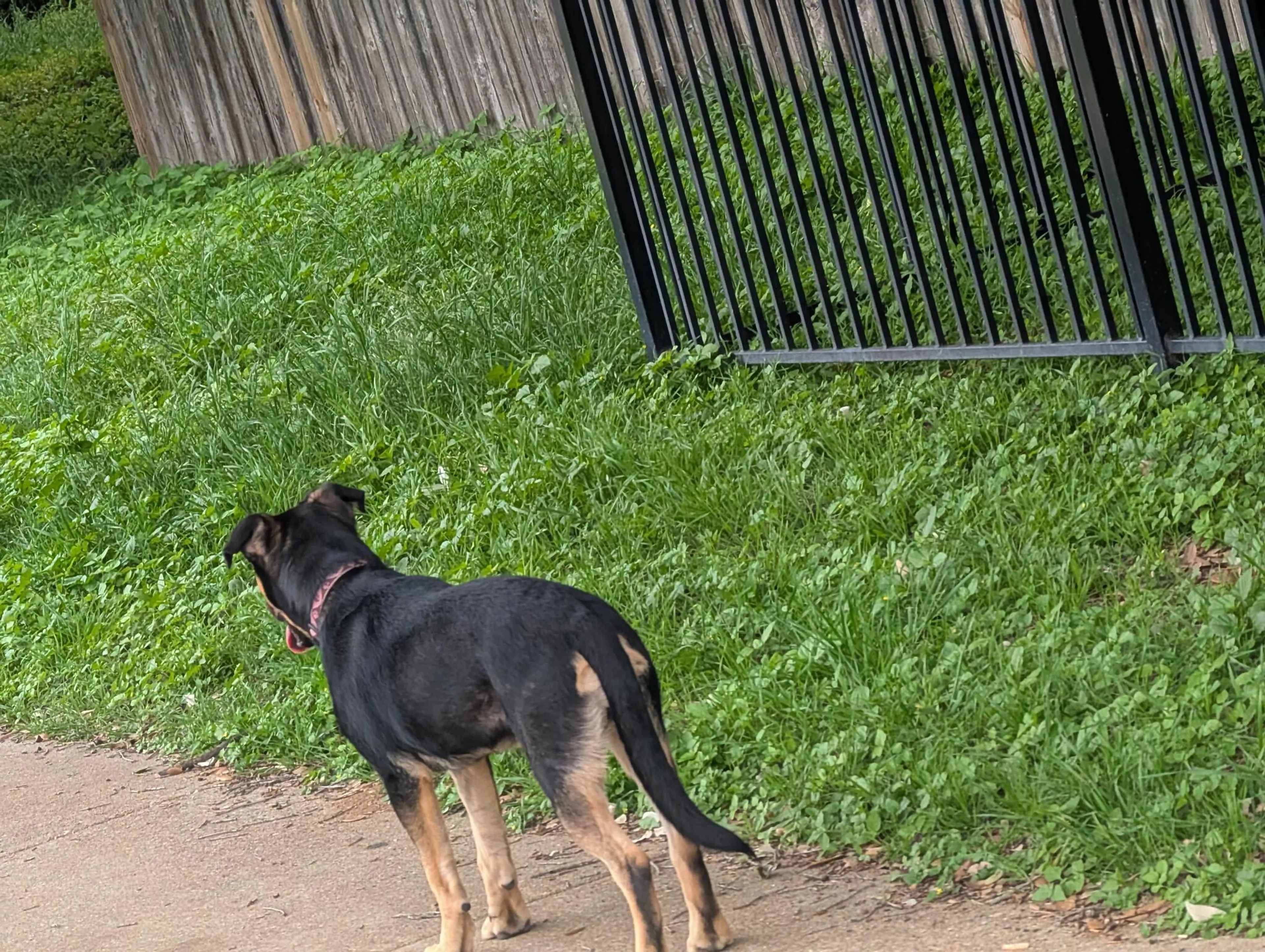 Lost pet
