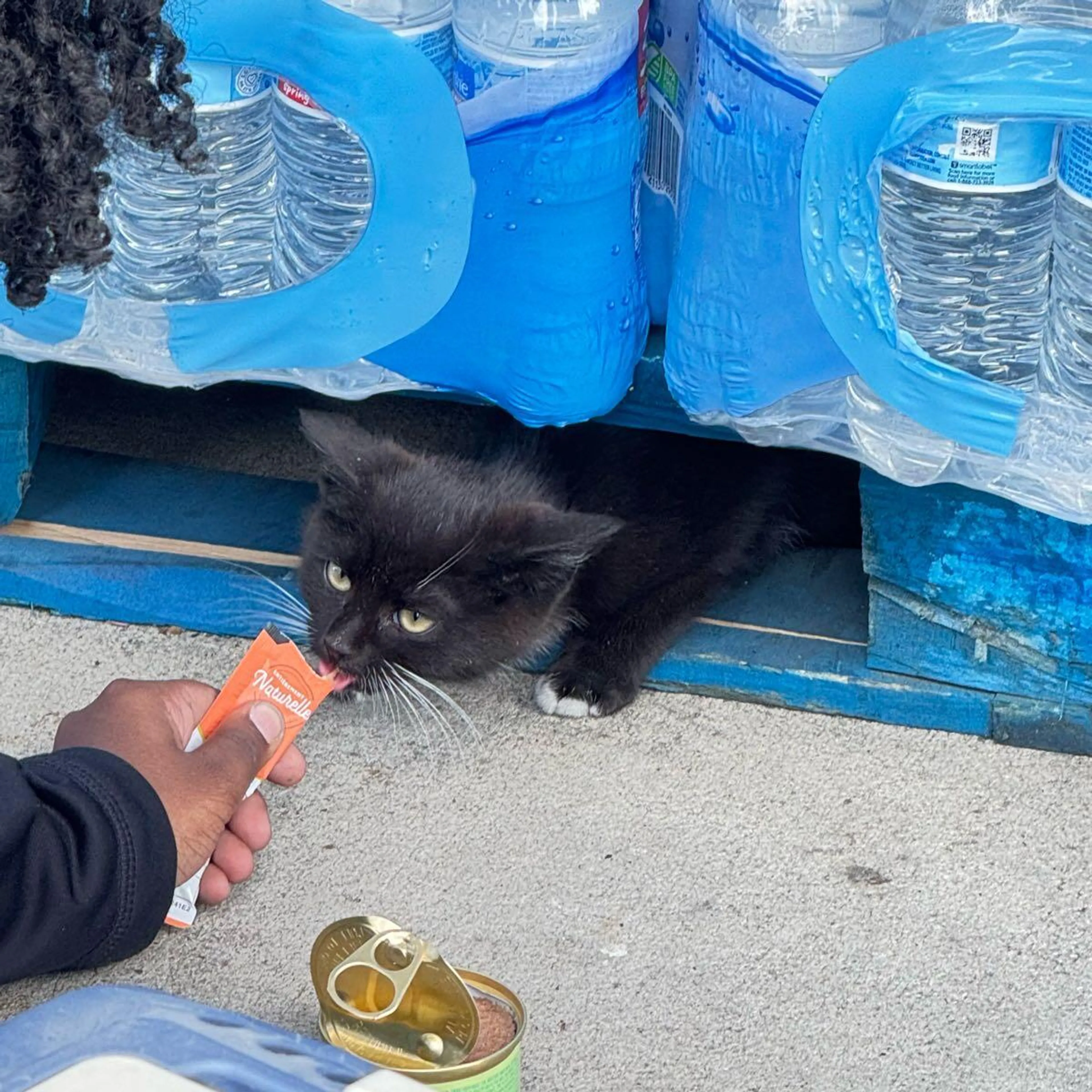 Found pet