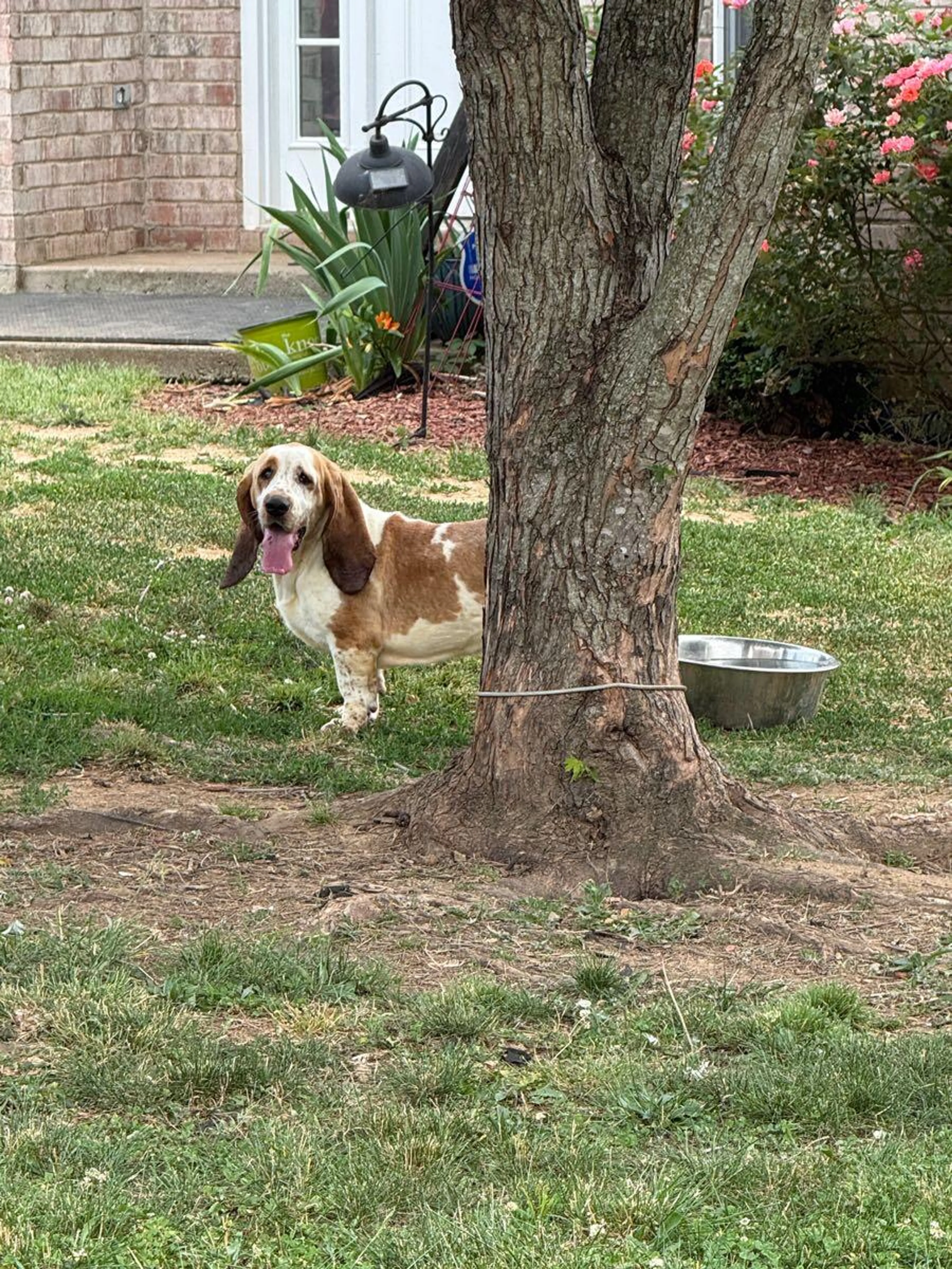 Found pet