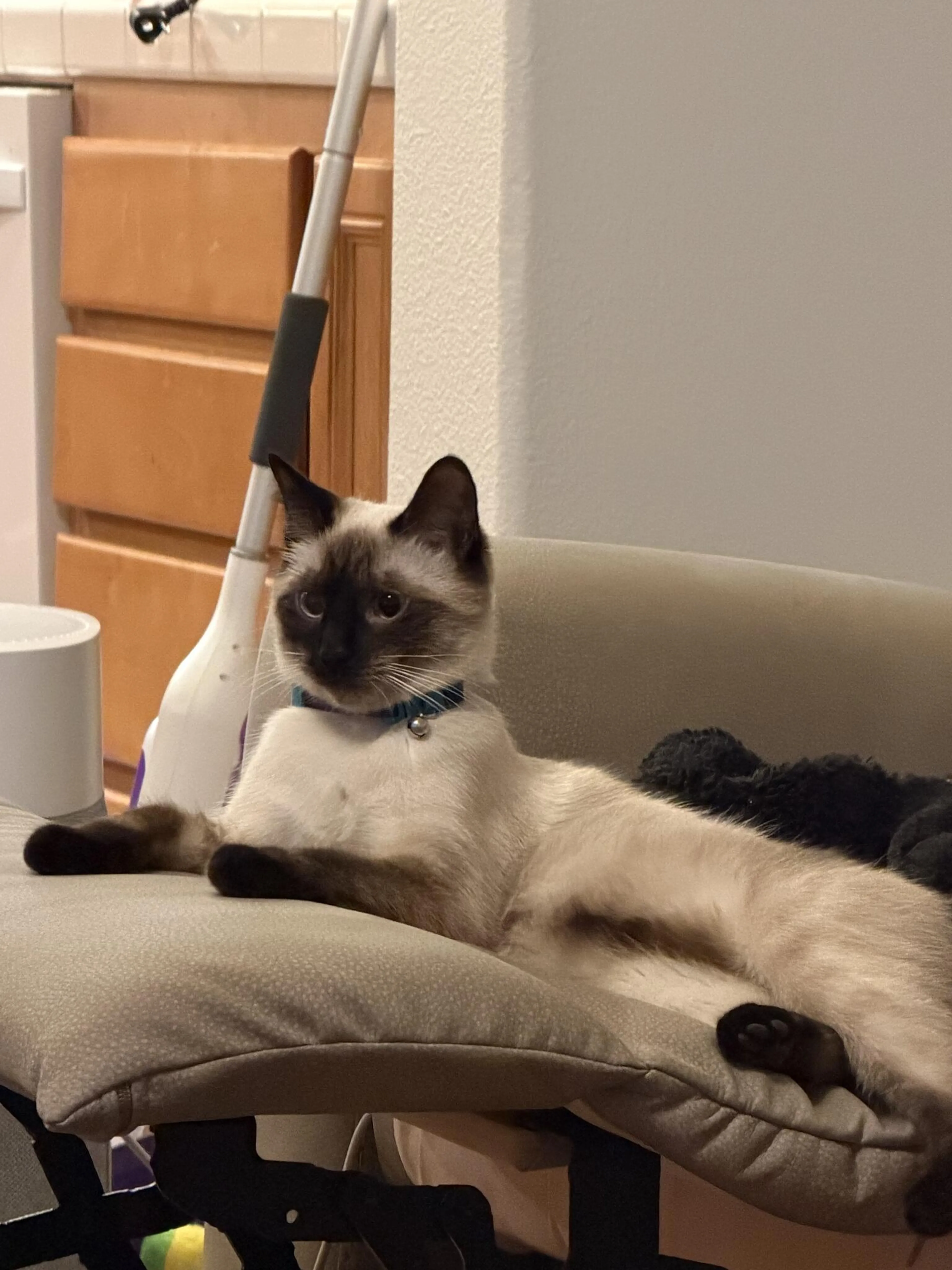 Lost pet