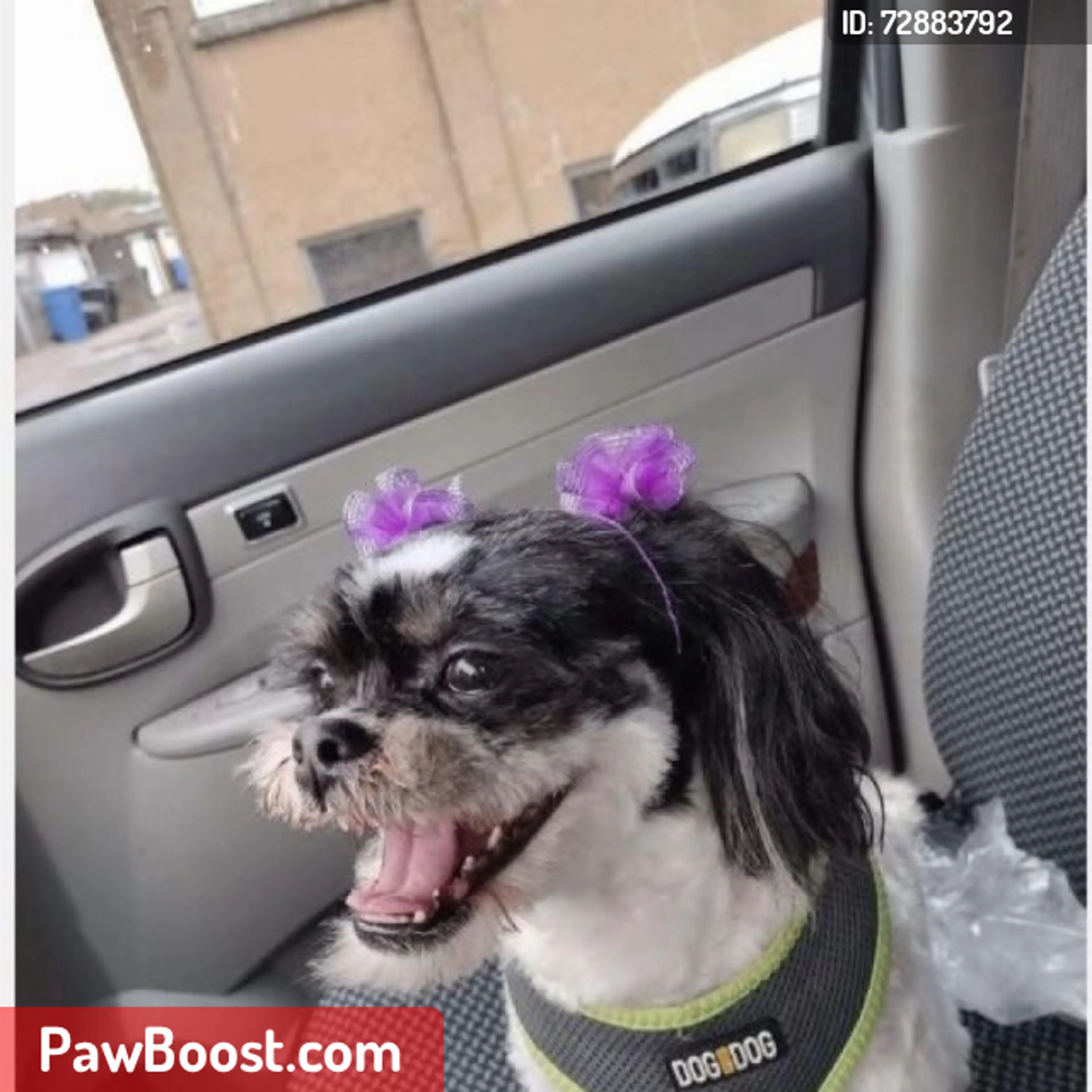 Lost pet