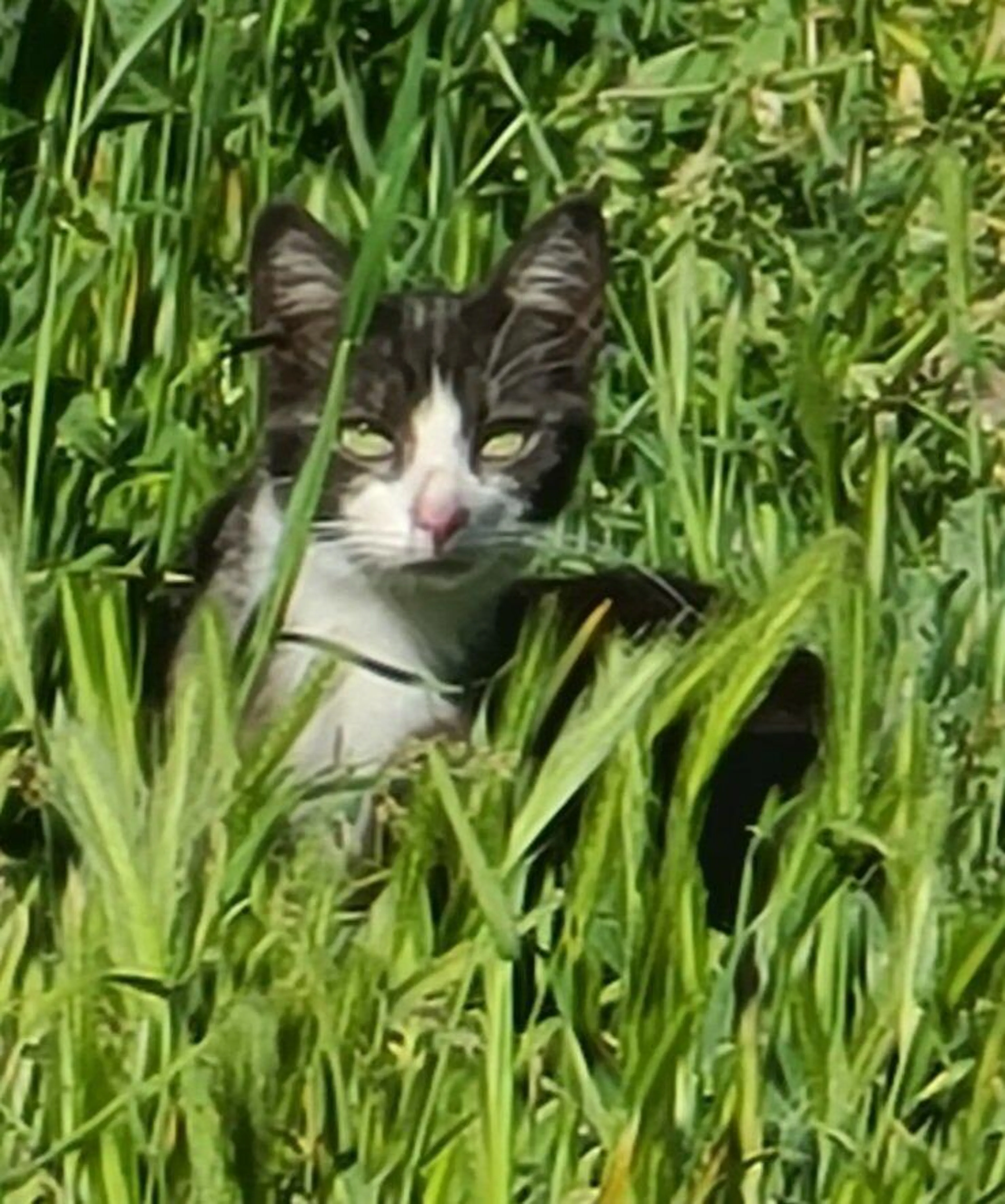 Found pet