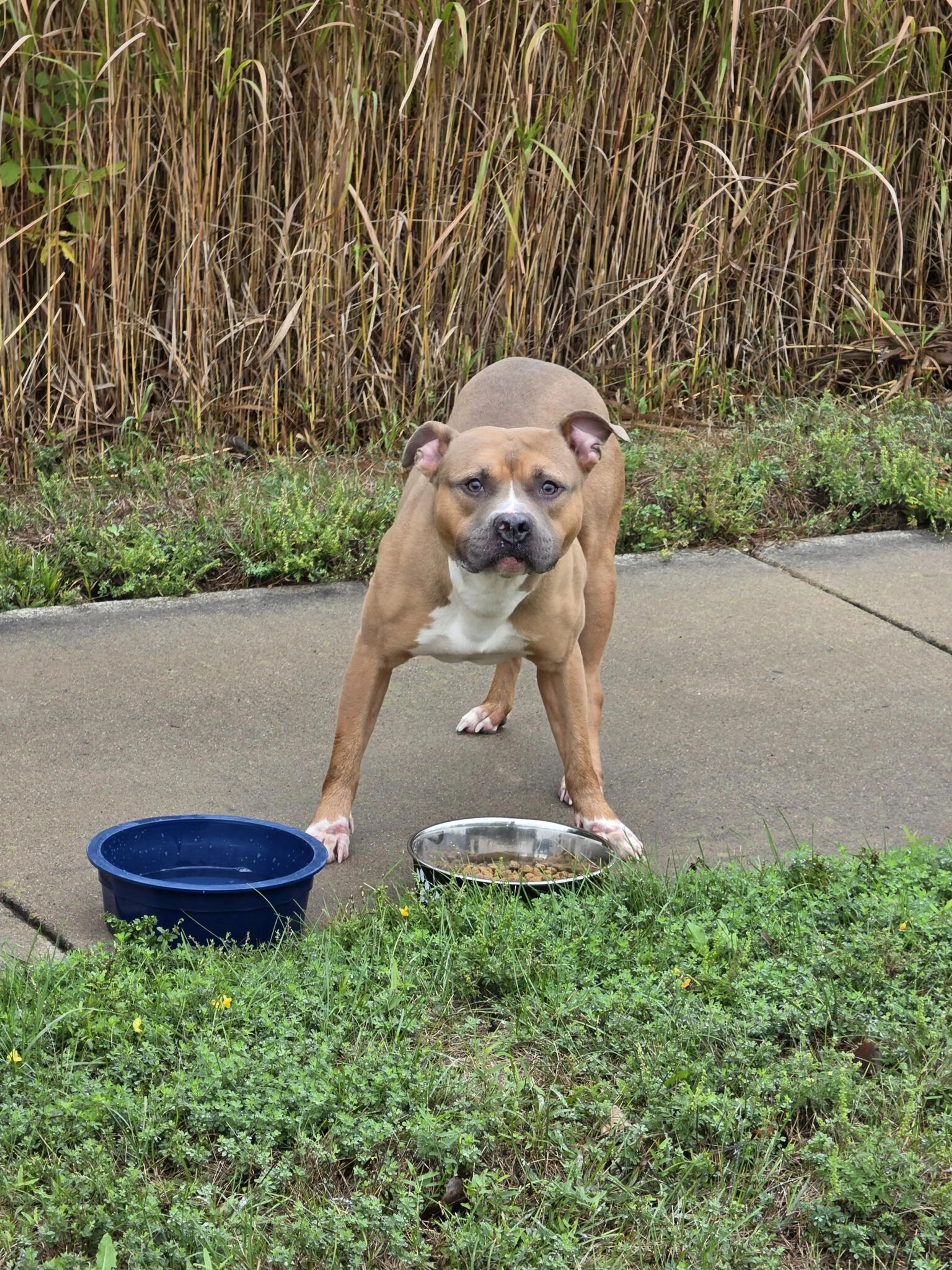 cdn image
