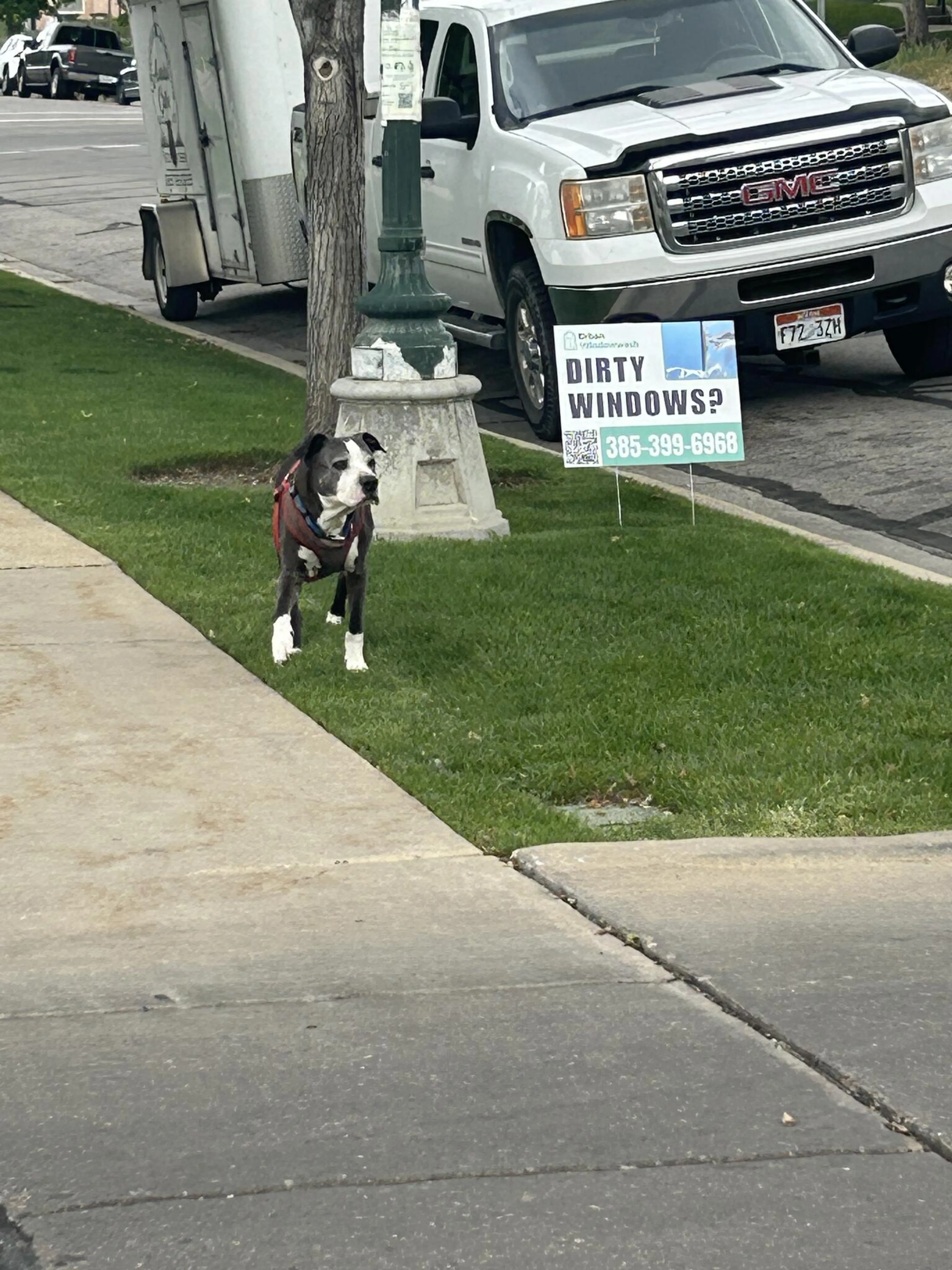 Found pet