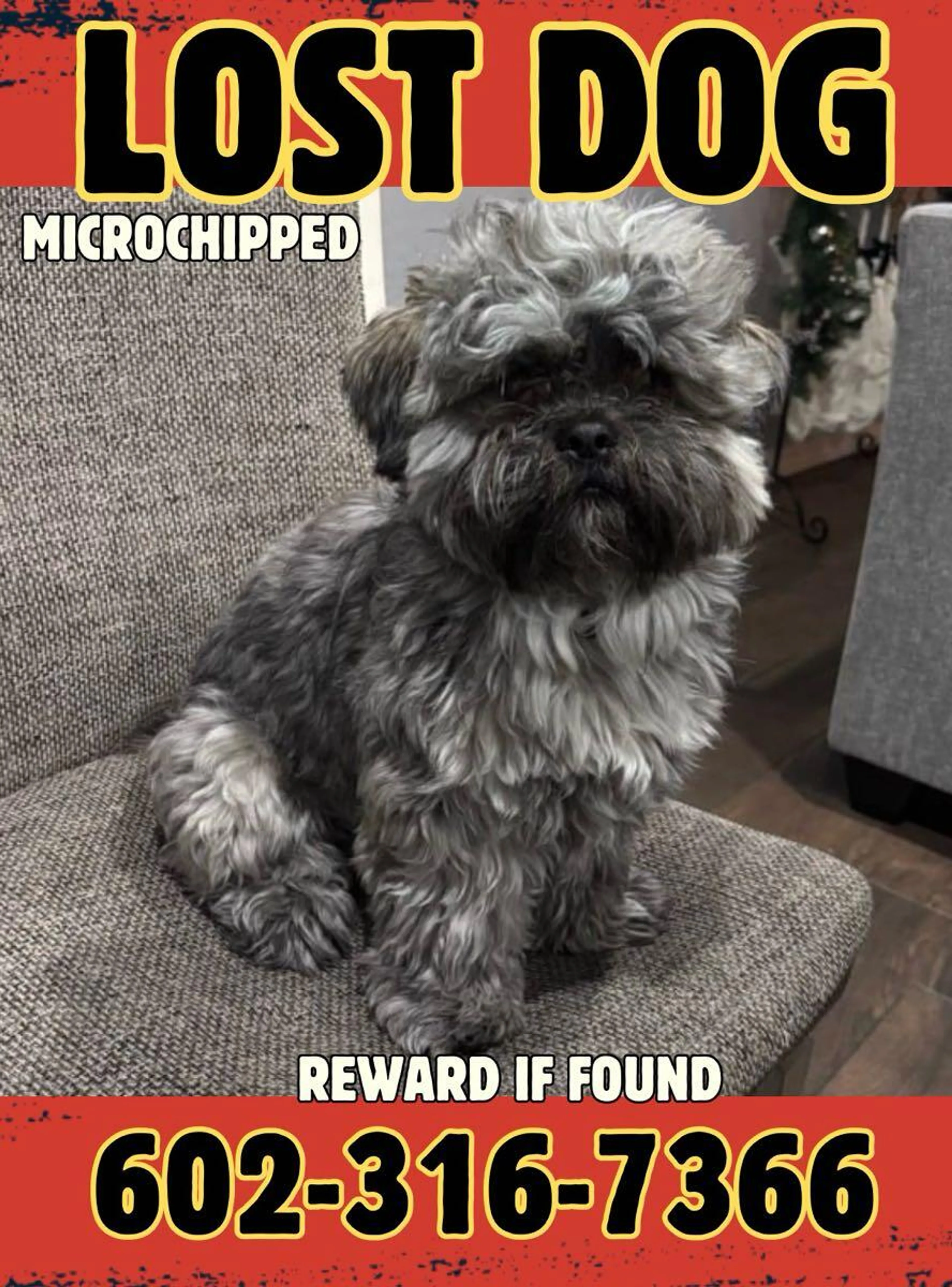 Lost pet