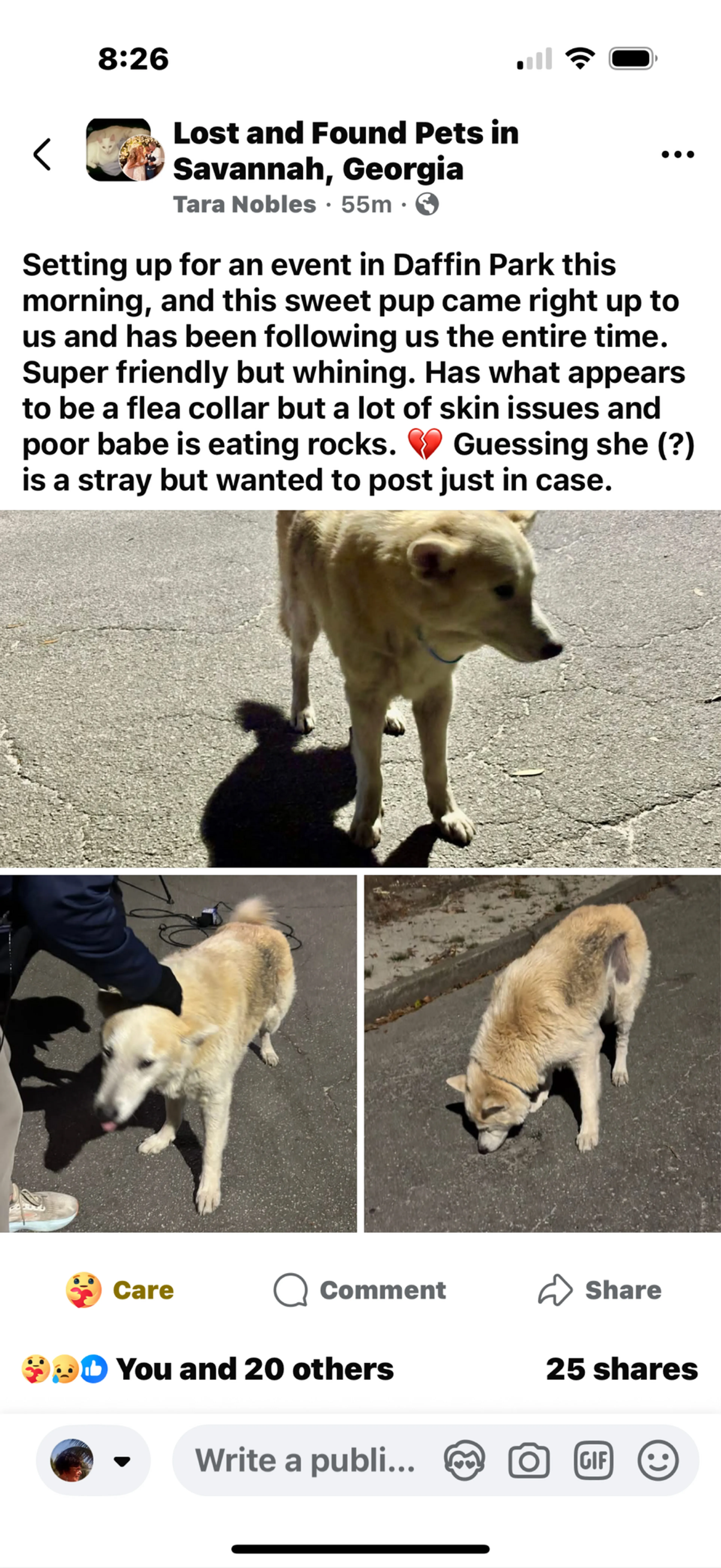 Found pet
