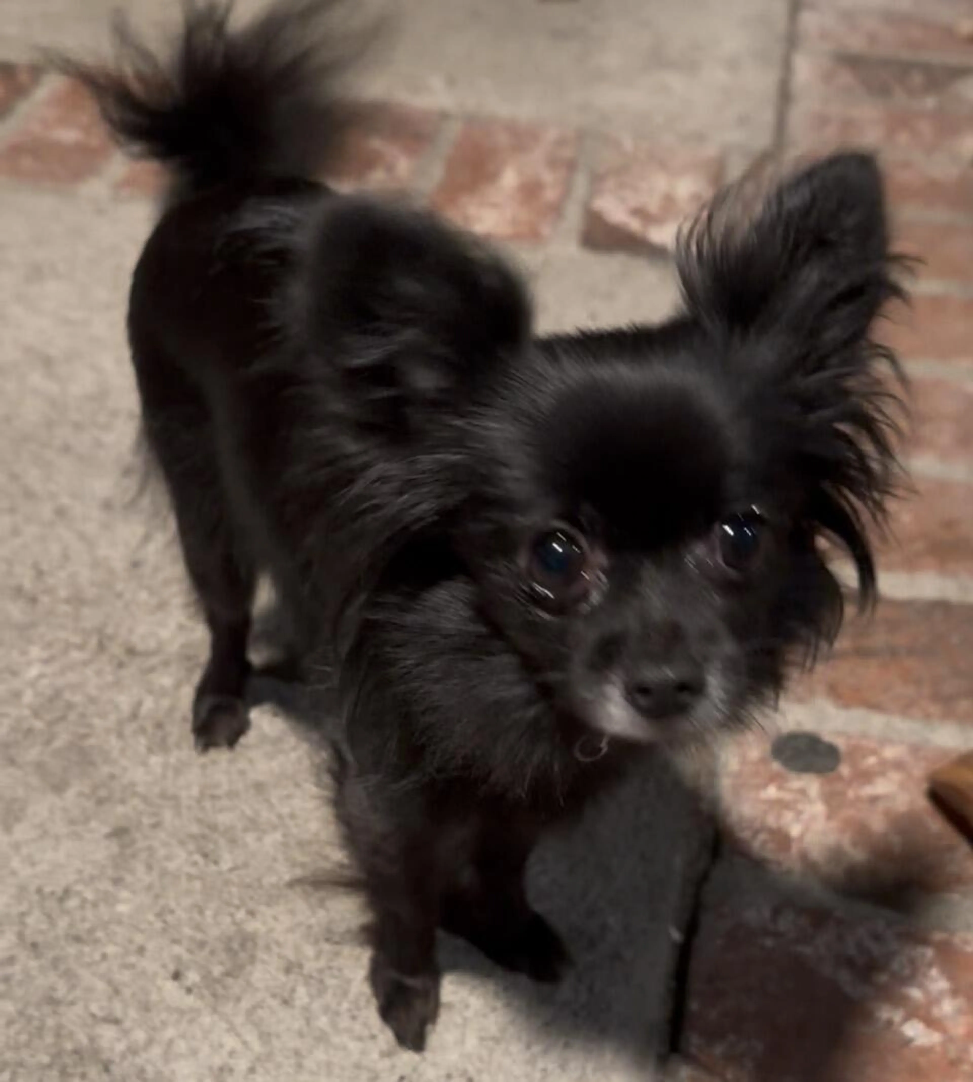 Found pet