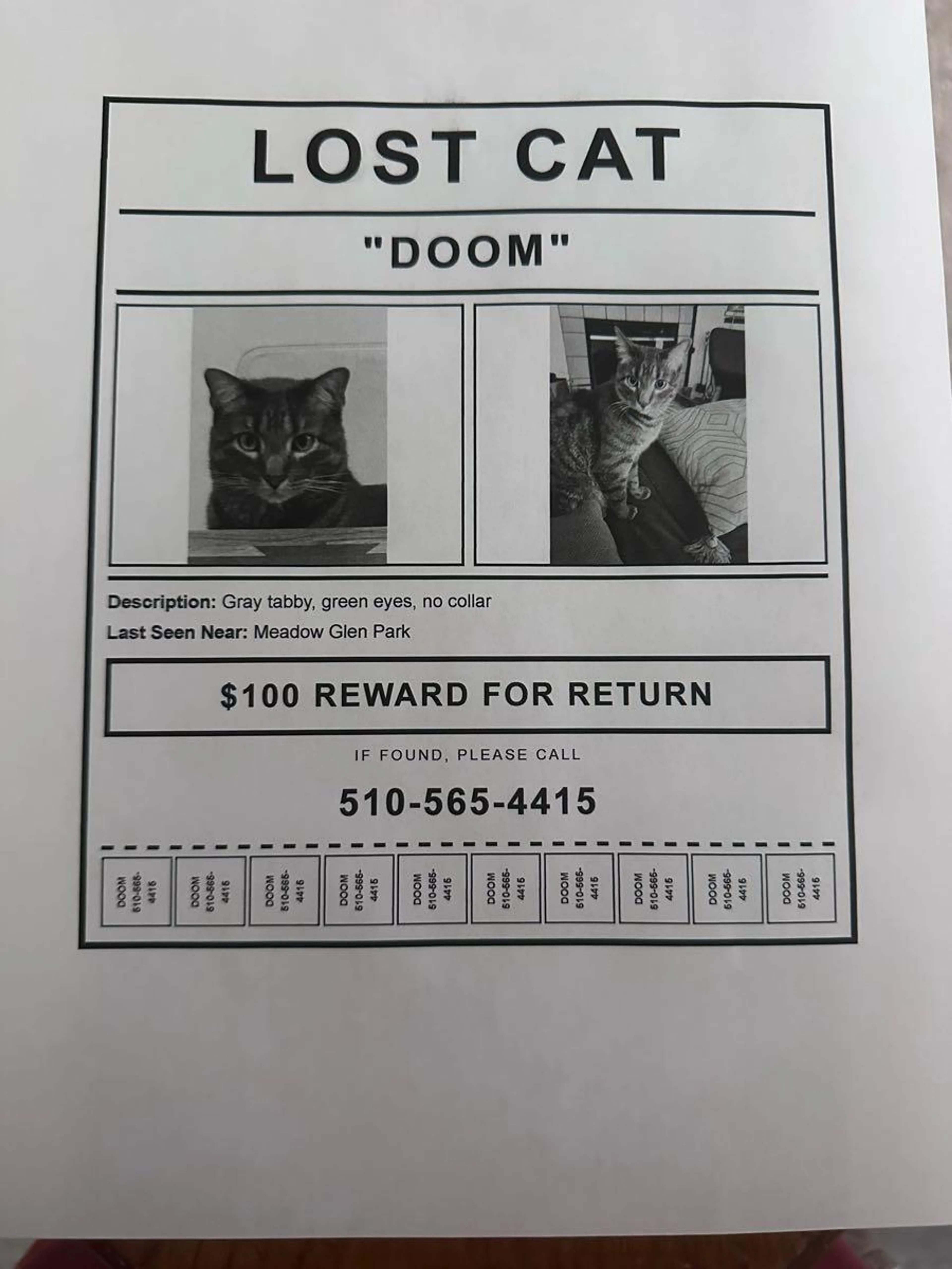 Lost pet