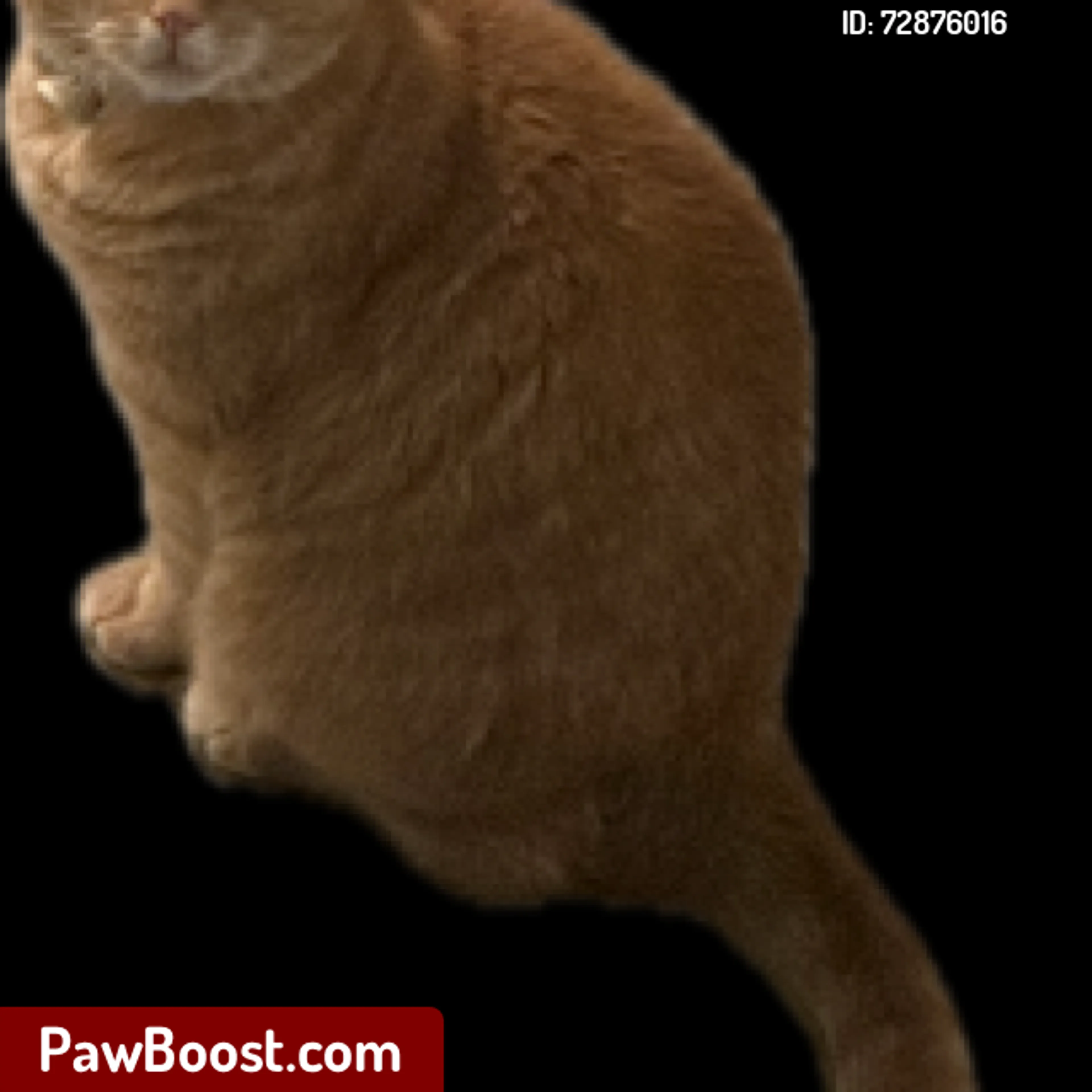 Lost pet