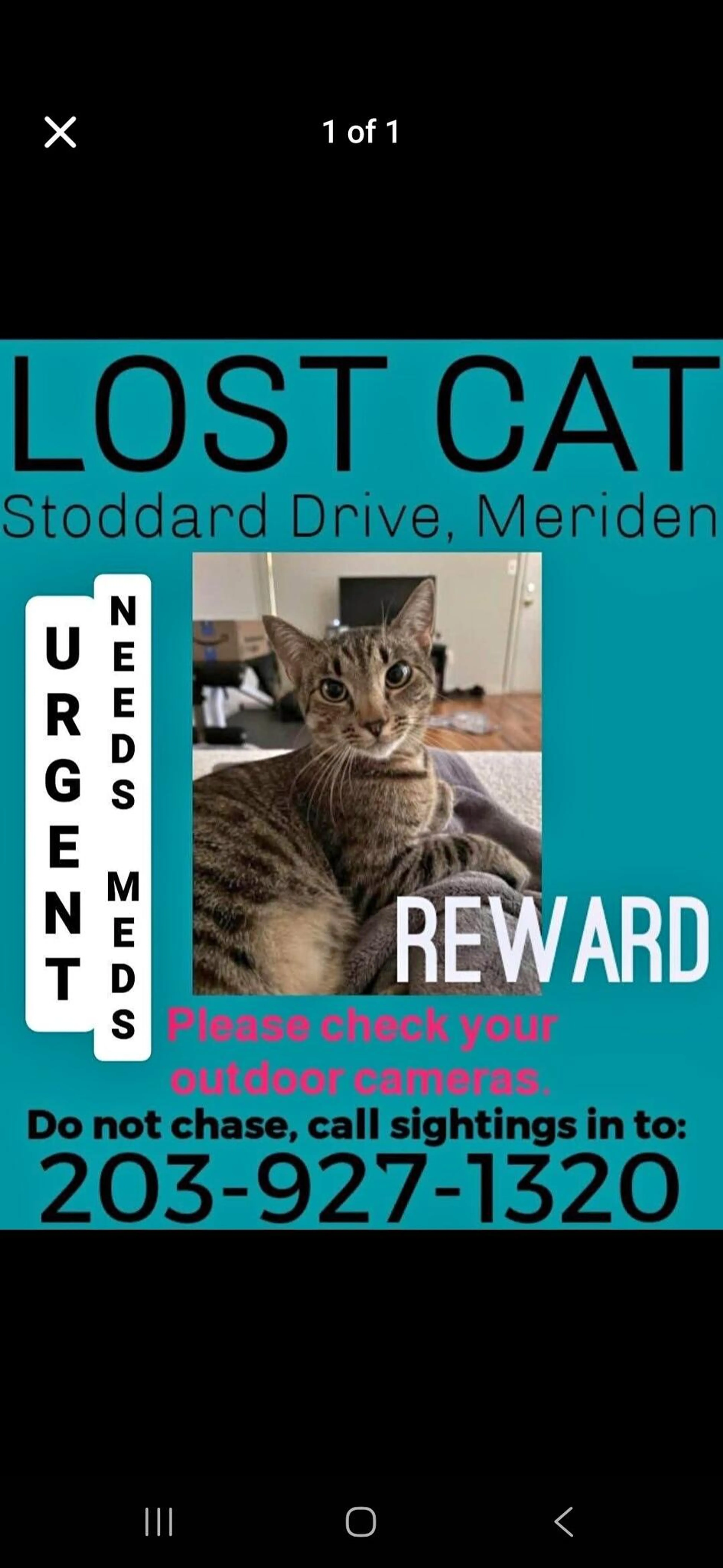 Lost pet