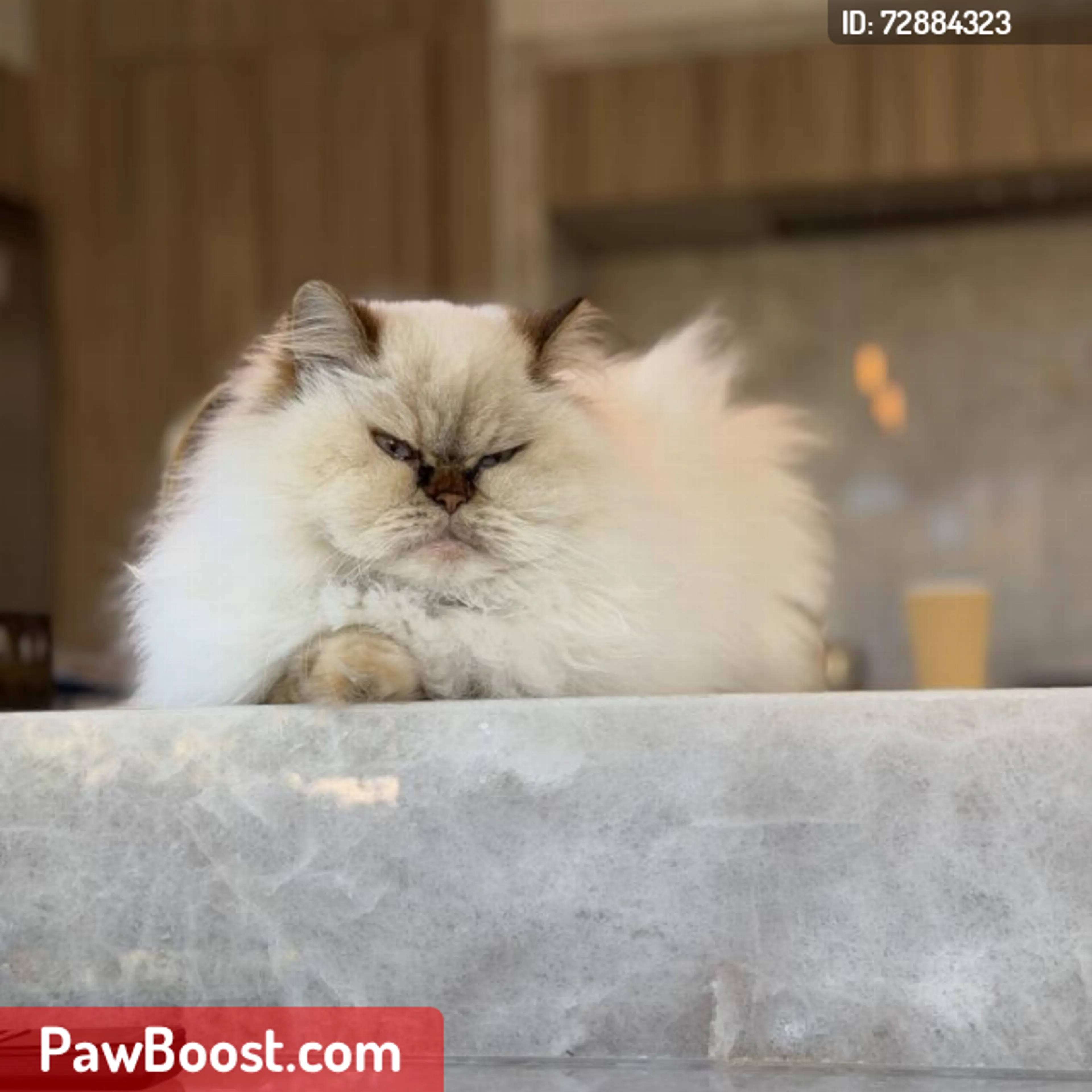 Lost pet