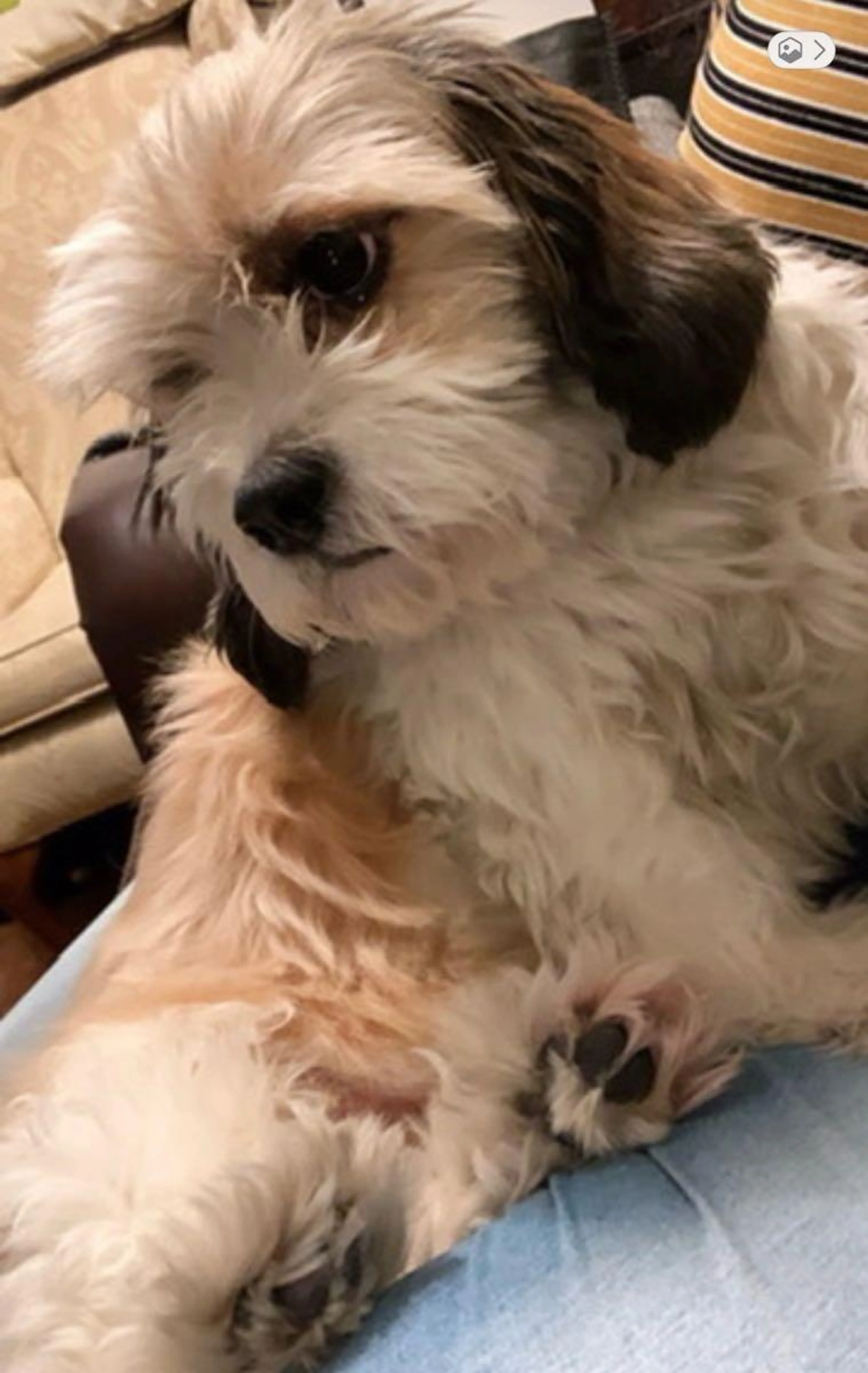 Lost pet