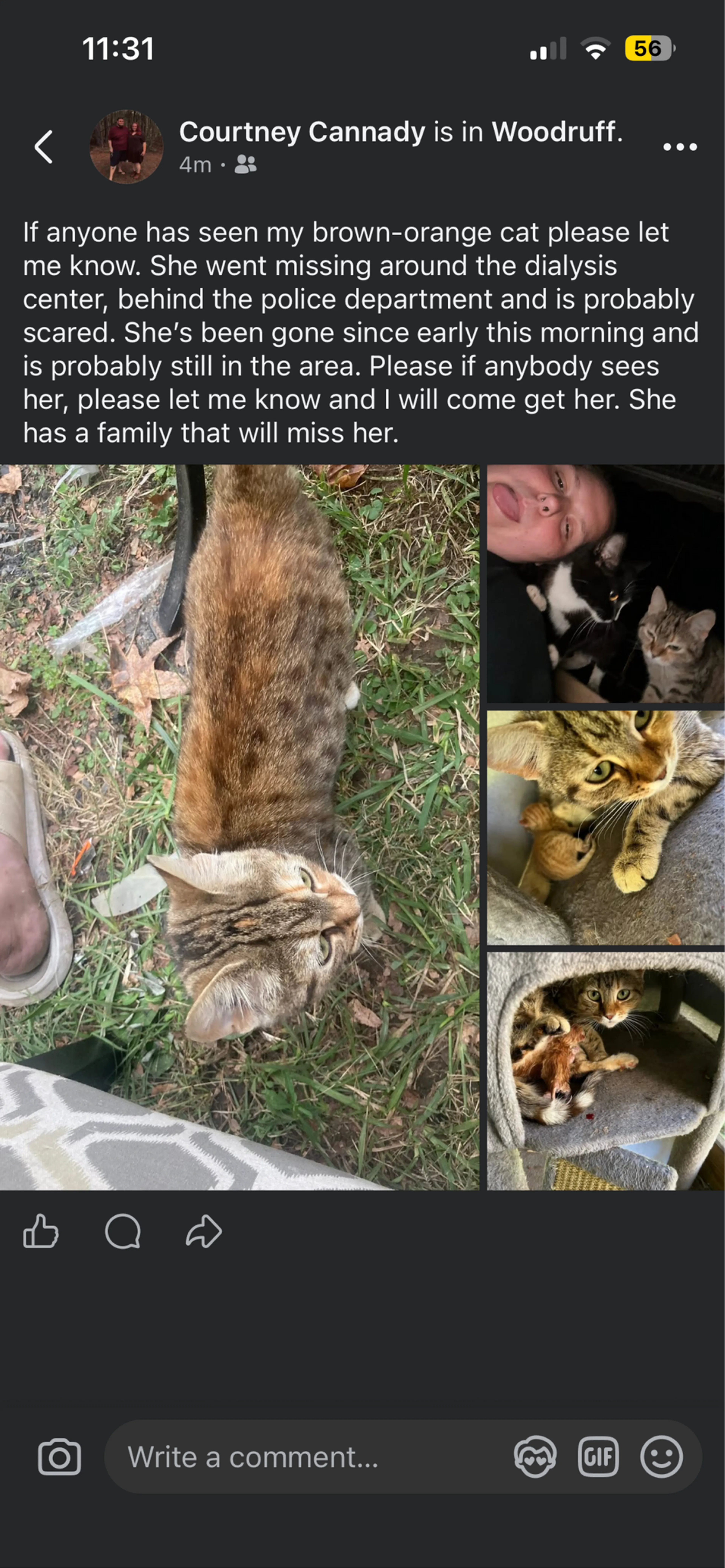 Lost pet
