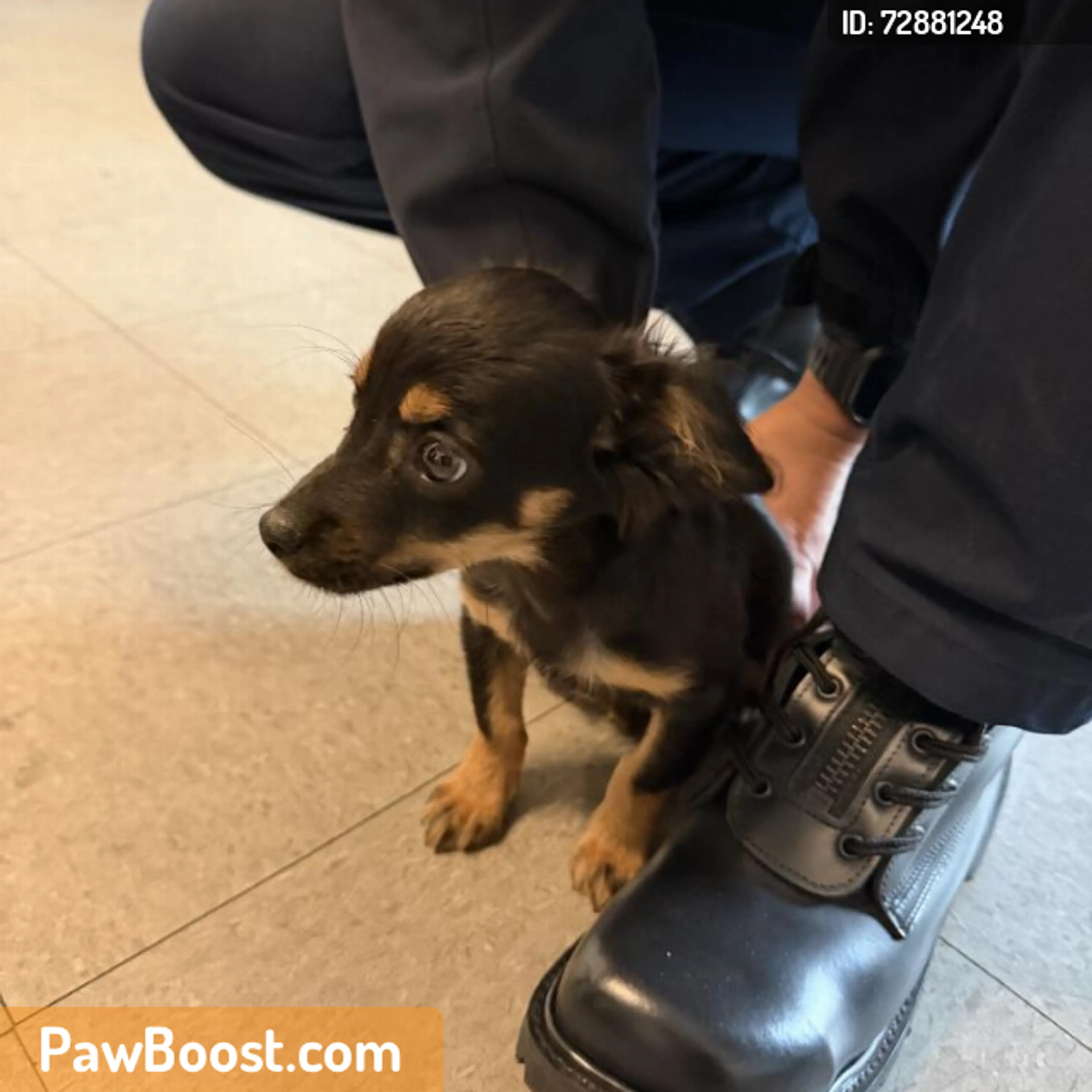 Found pet