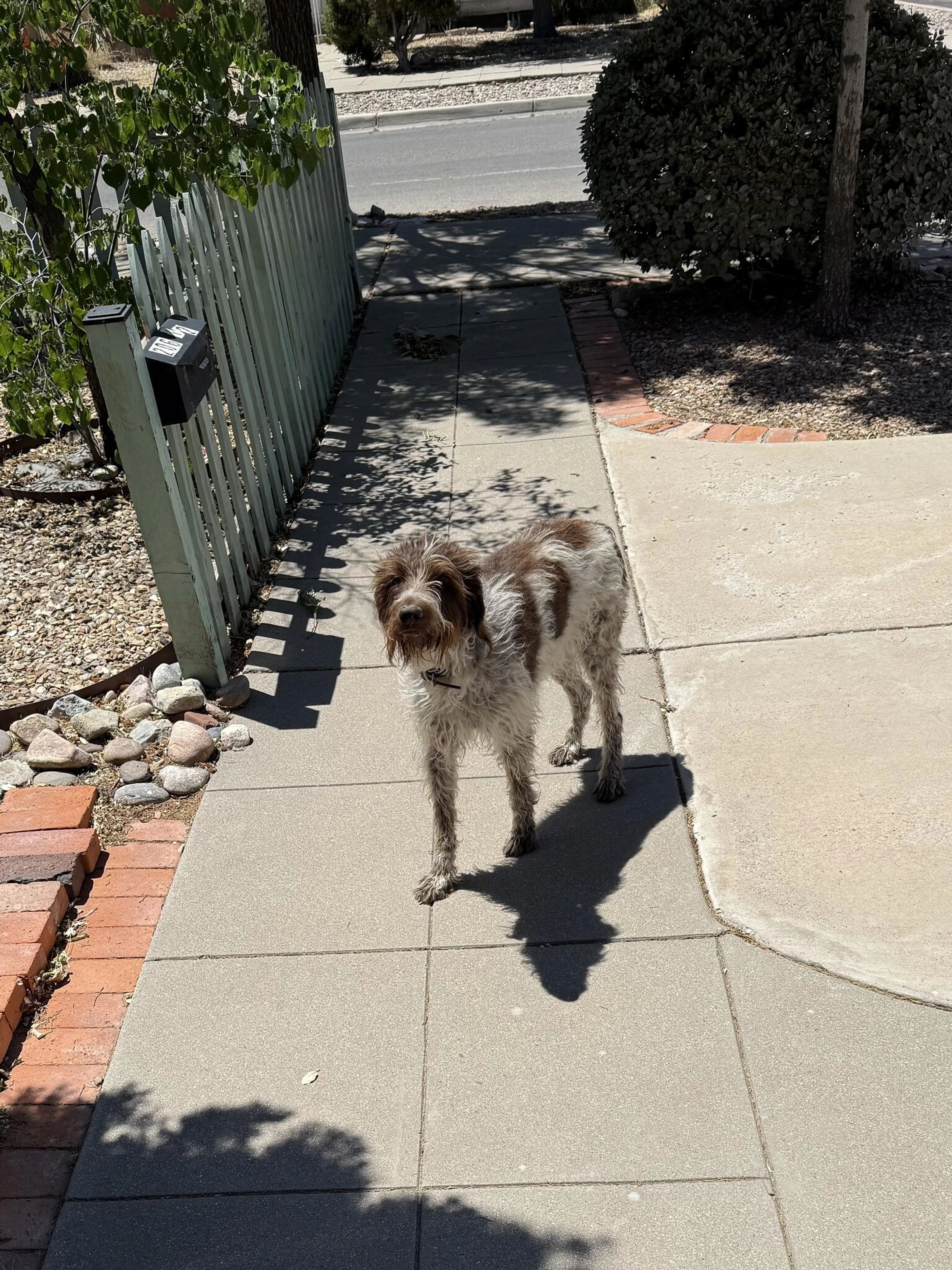 Lost pet