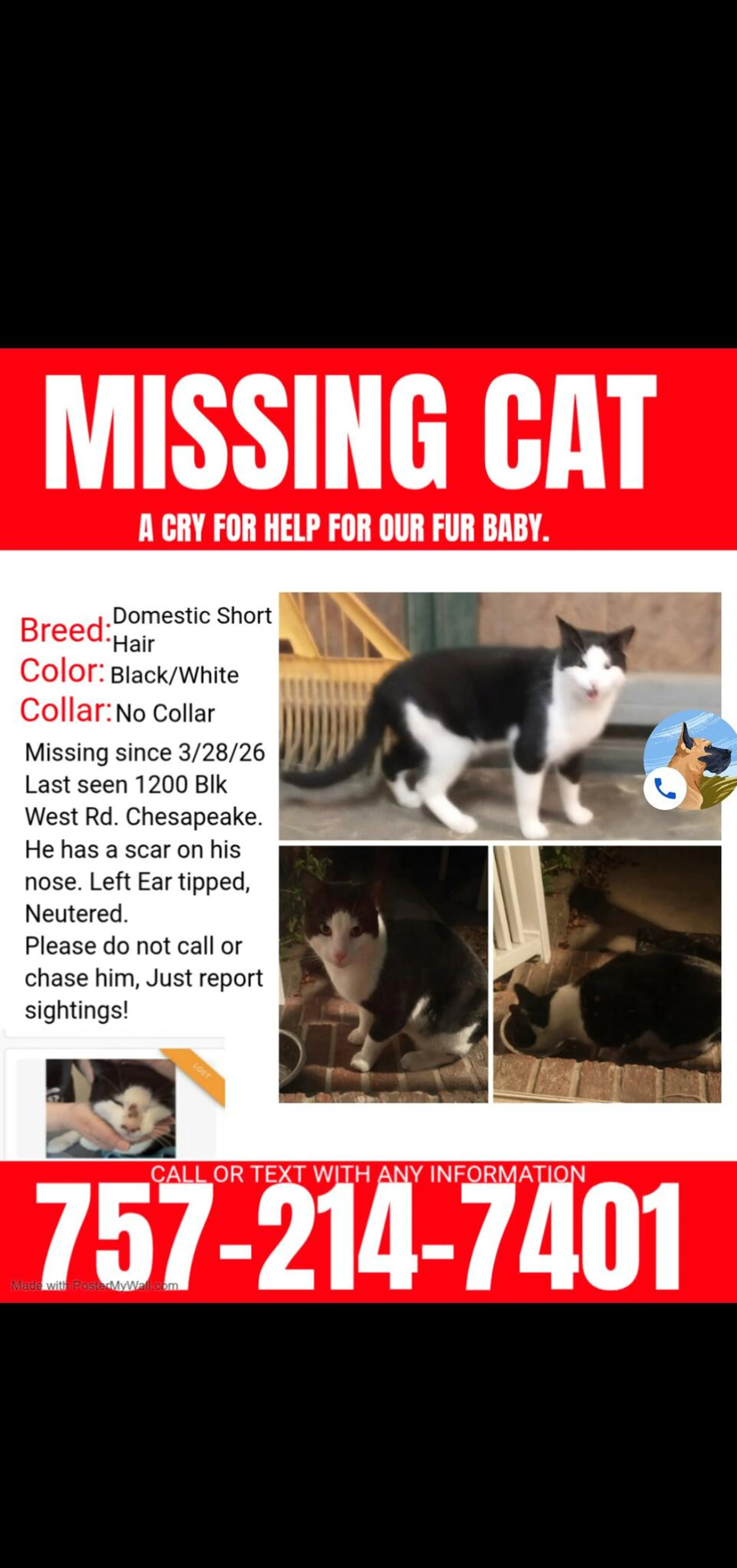 Lost pet